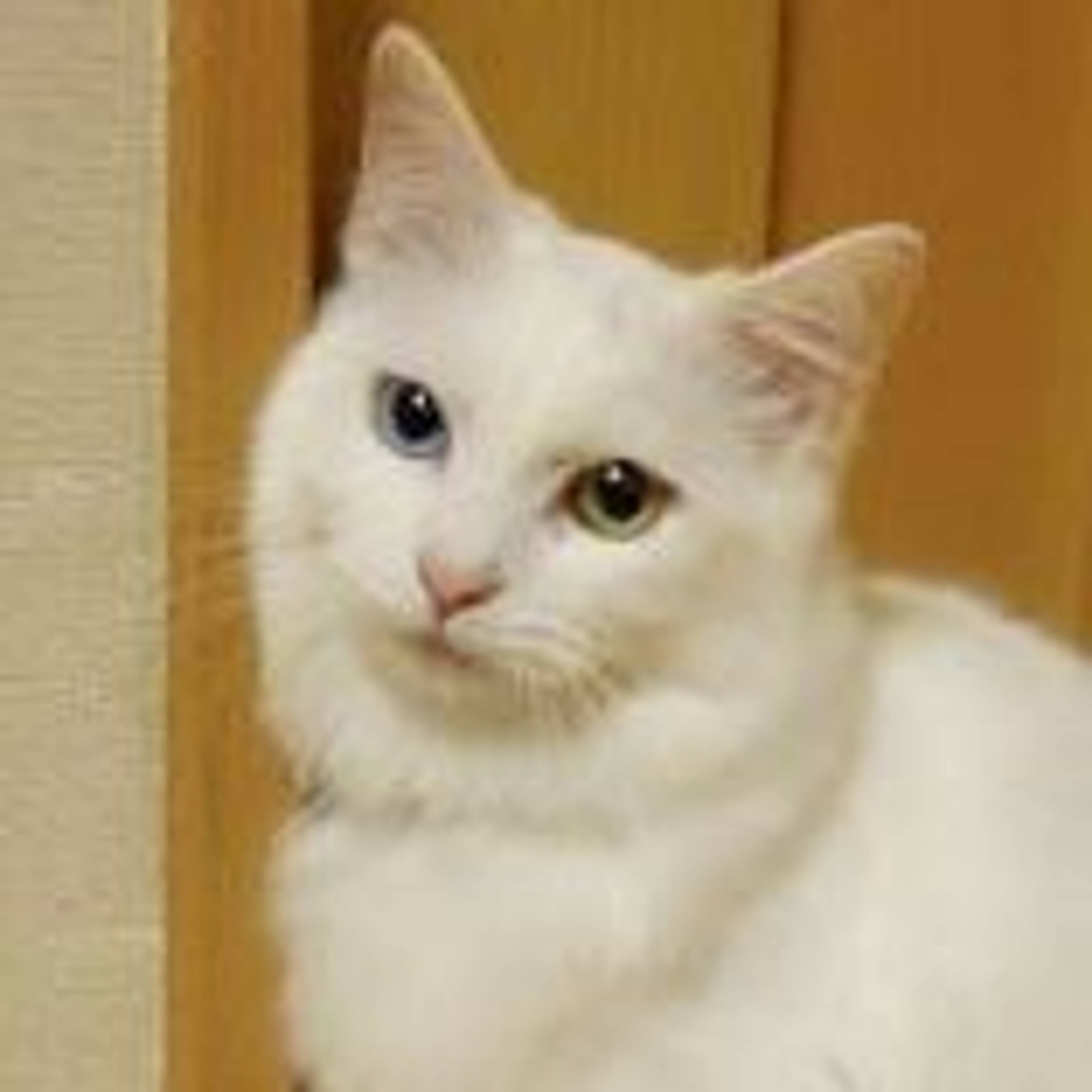 雑種（ミックス猫）・メスの里親募集の写真