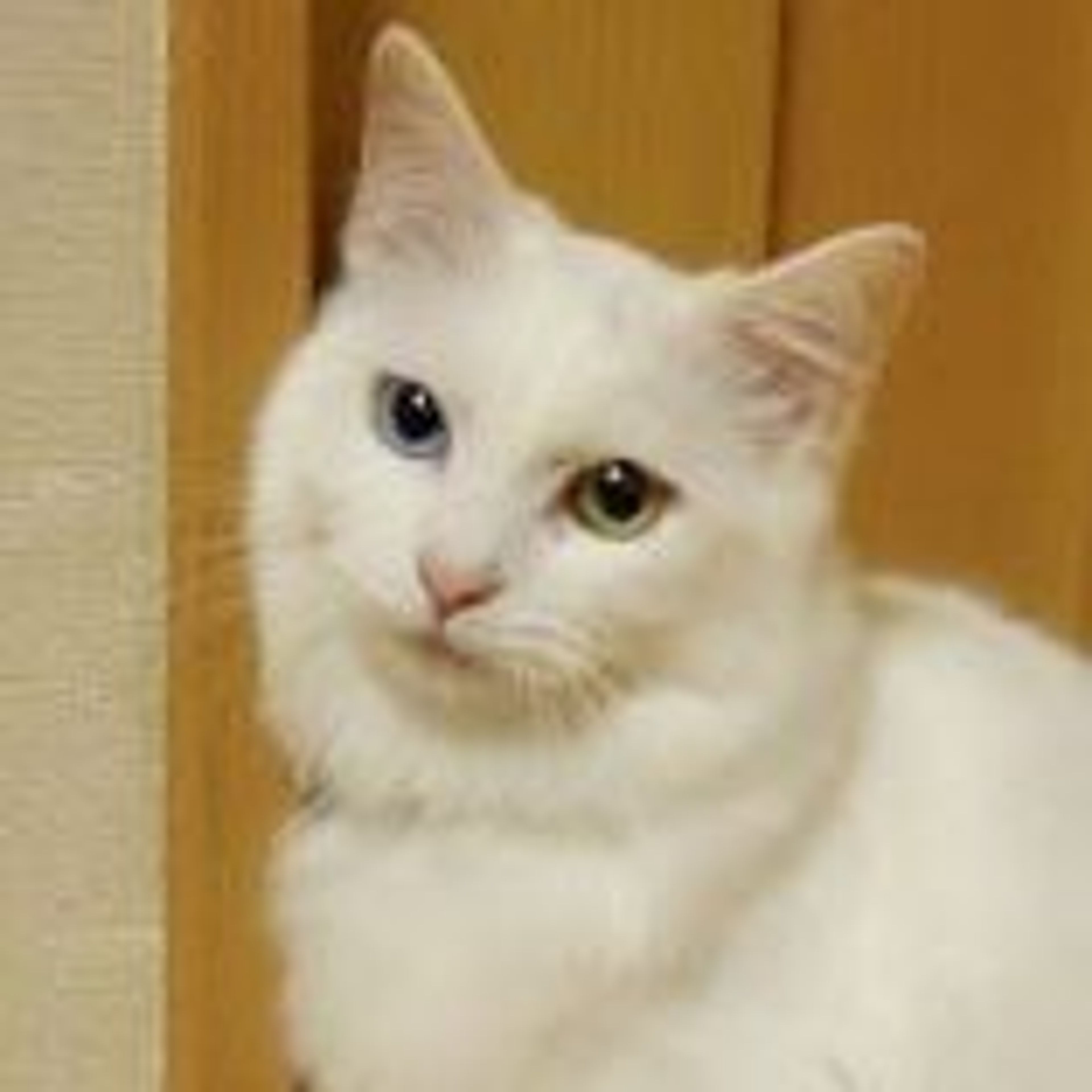 雑種（ミックス猫）・メスの里親募集の写真