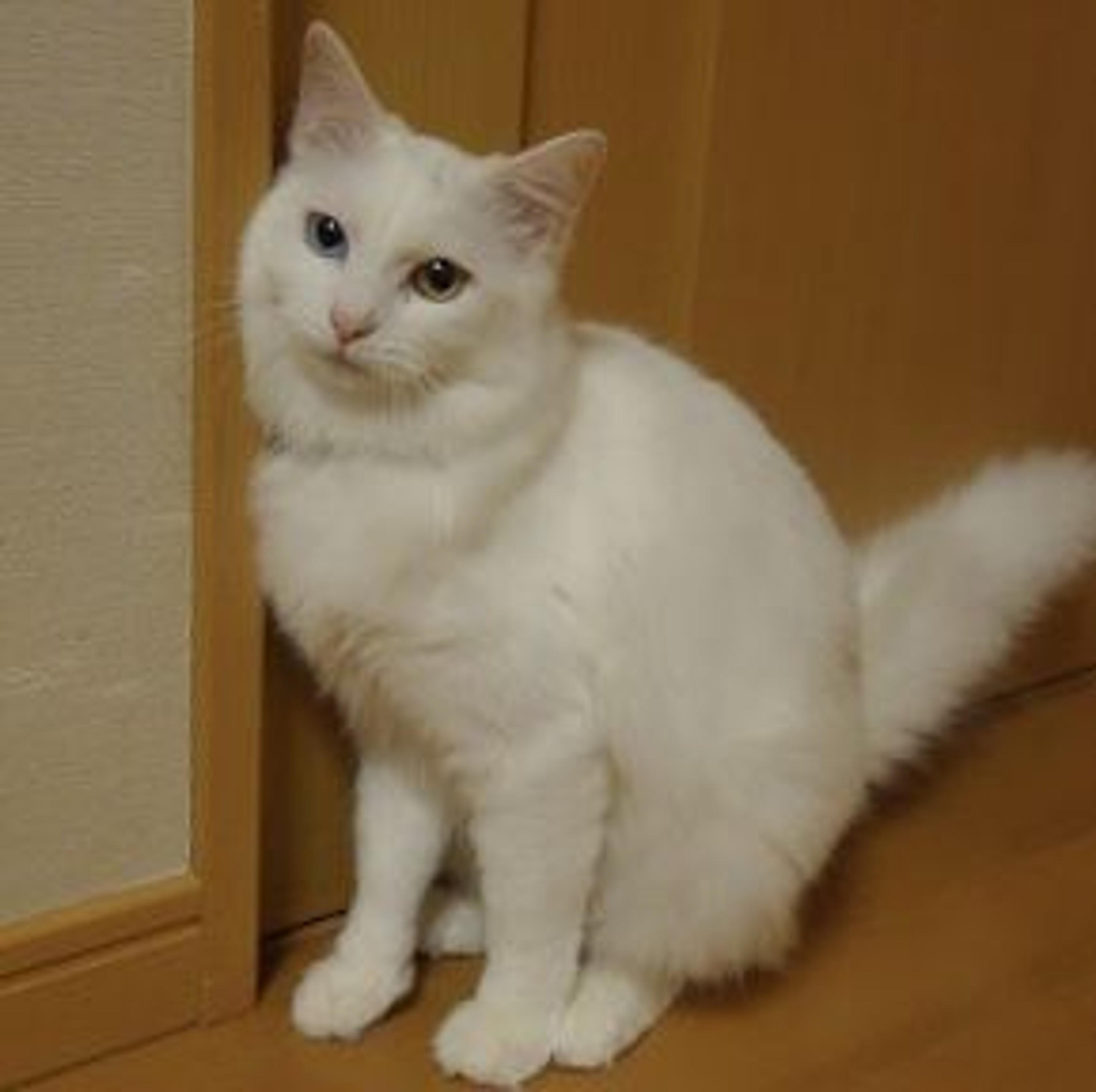 pet-image-2