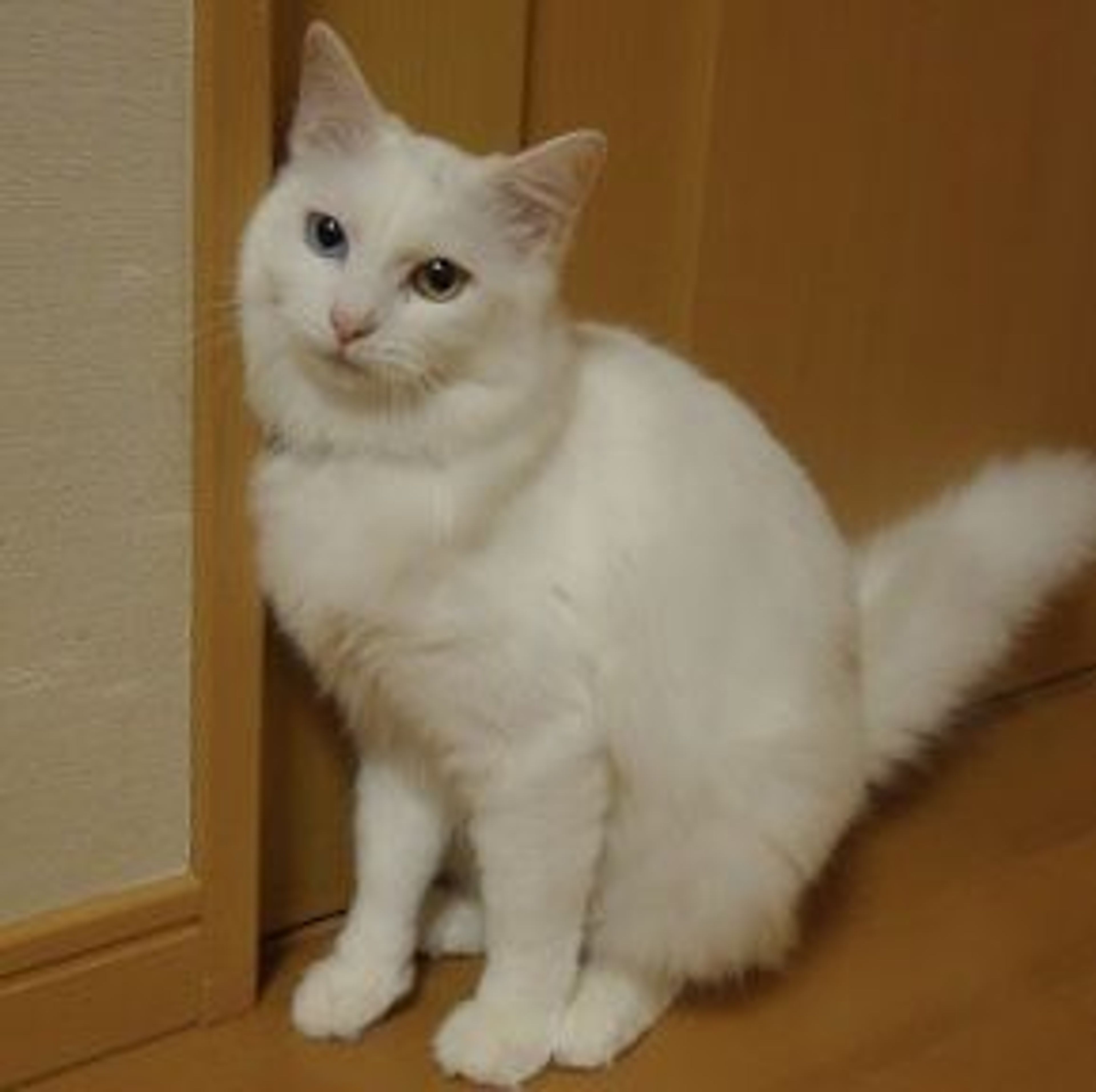 pet-image-2