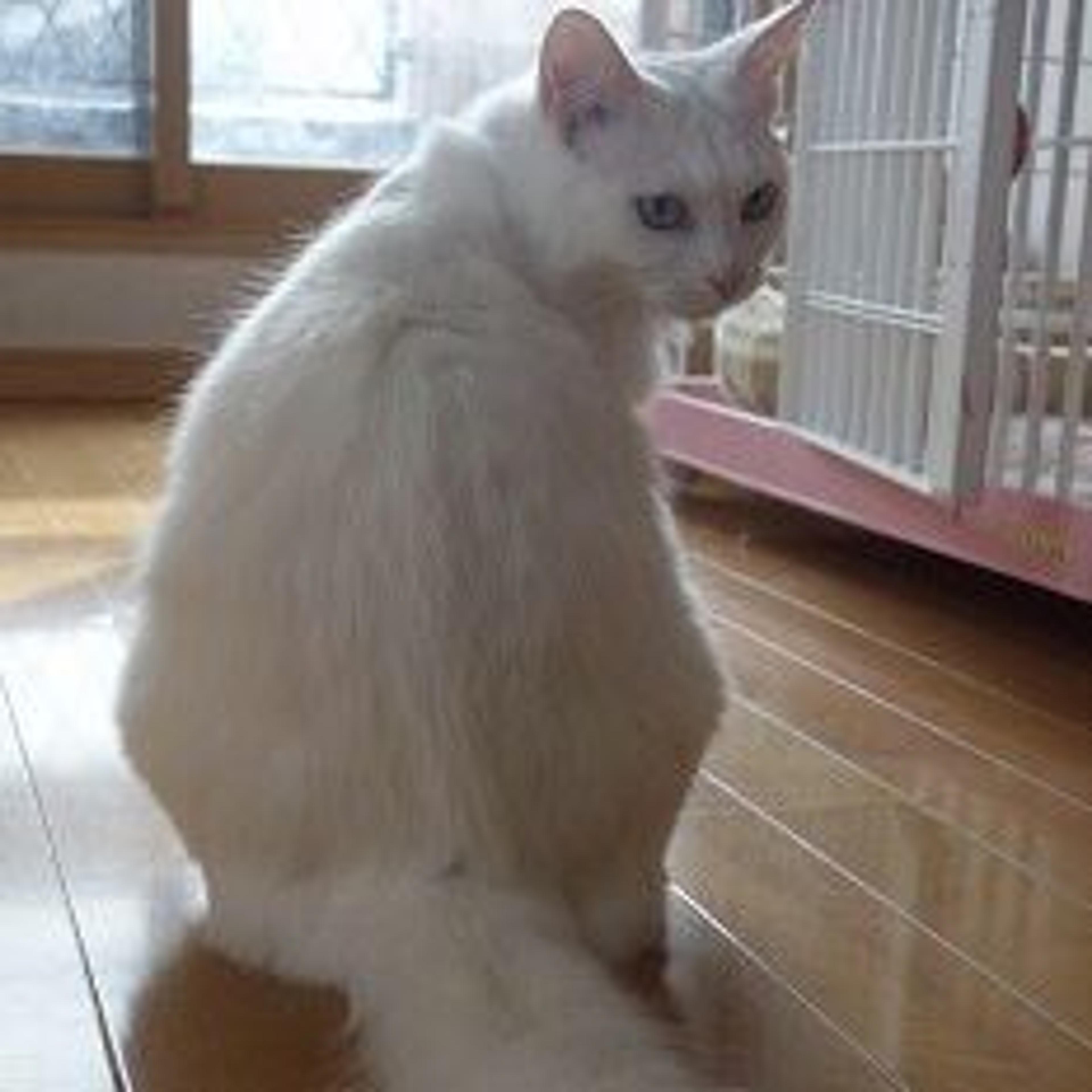 pet-image-3
