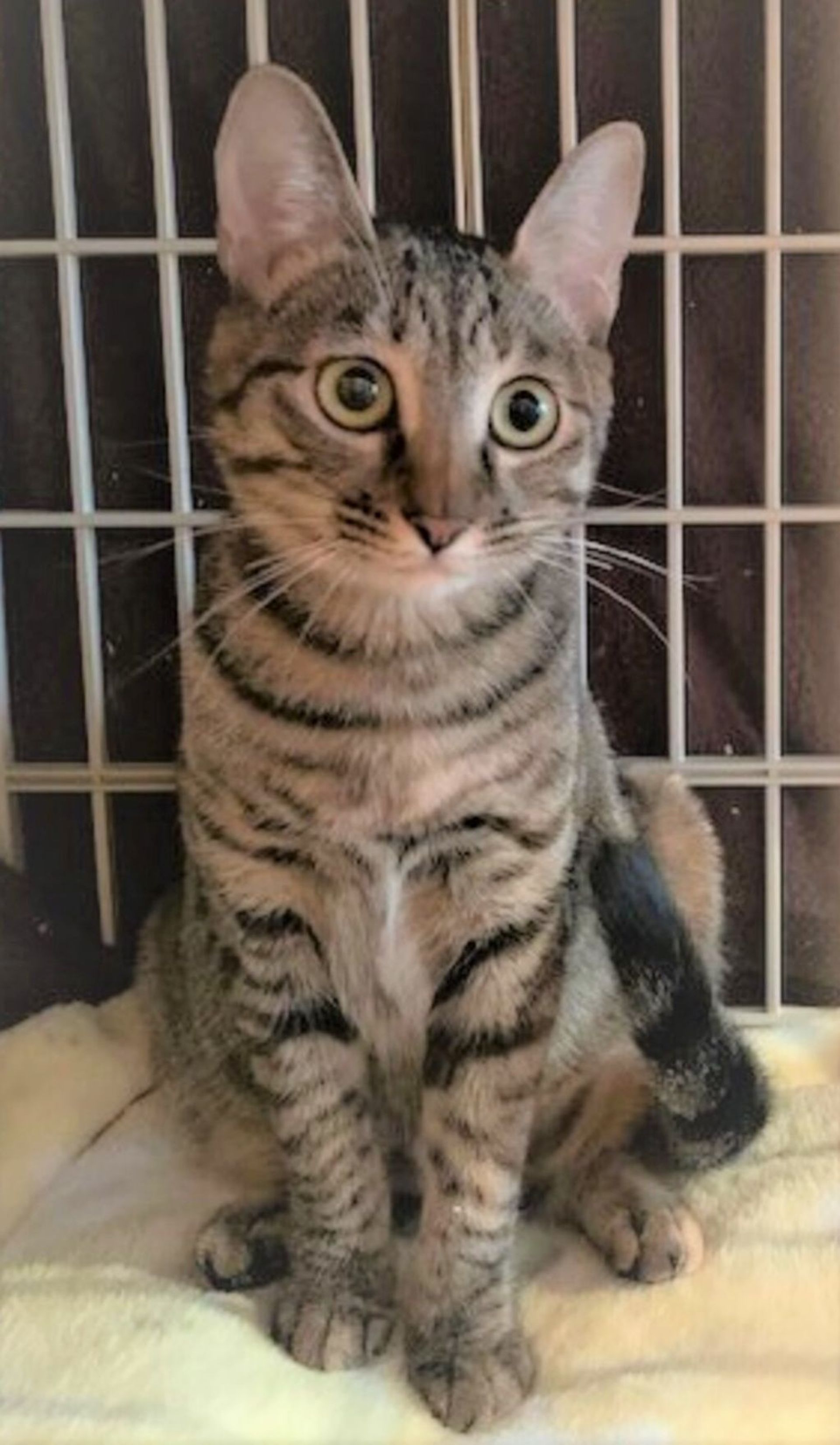 雑種（ミックス猫）・メスの里親募集の写真