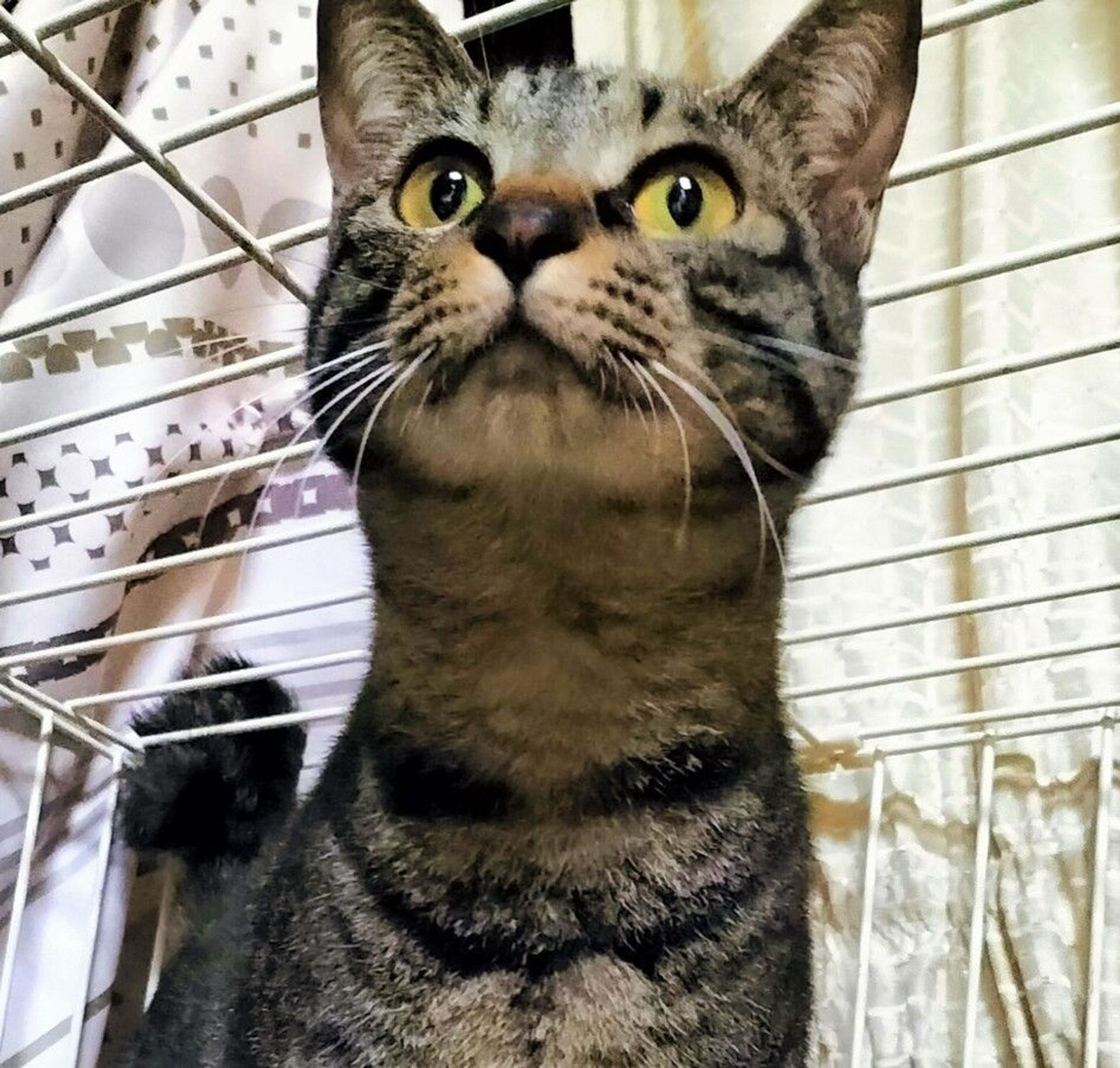 雑種（ミックス猫）・メスの里親募集の写真