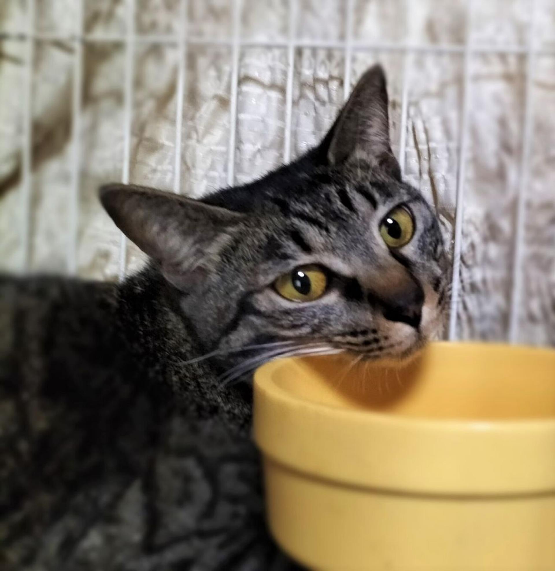 pet-image-2
