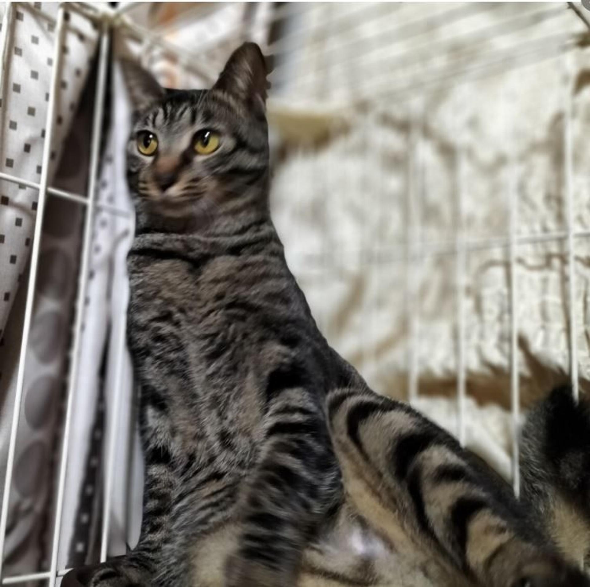 pet-image-6