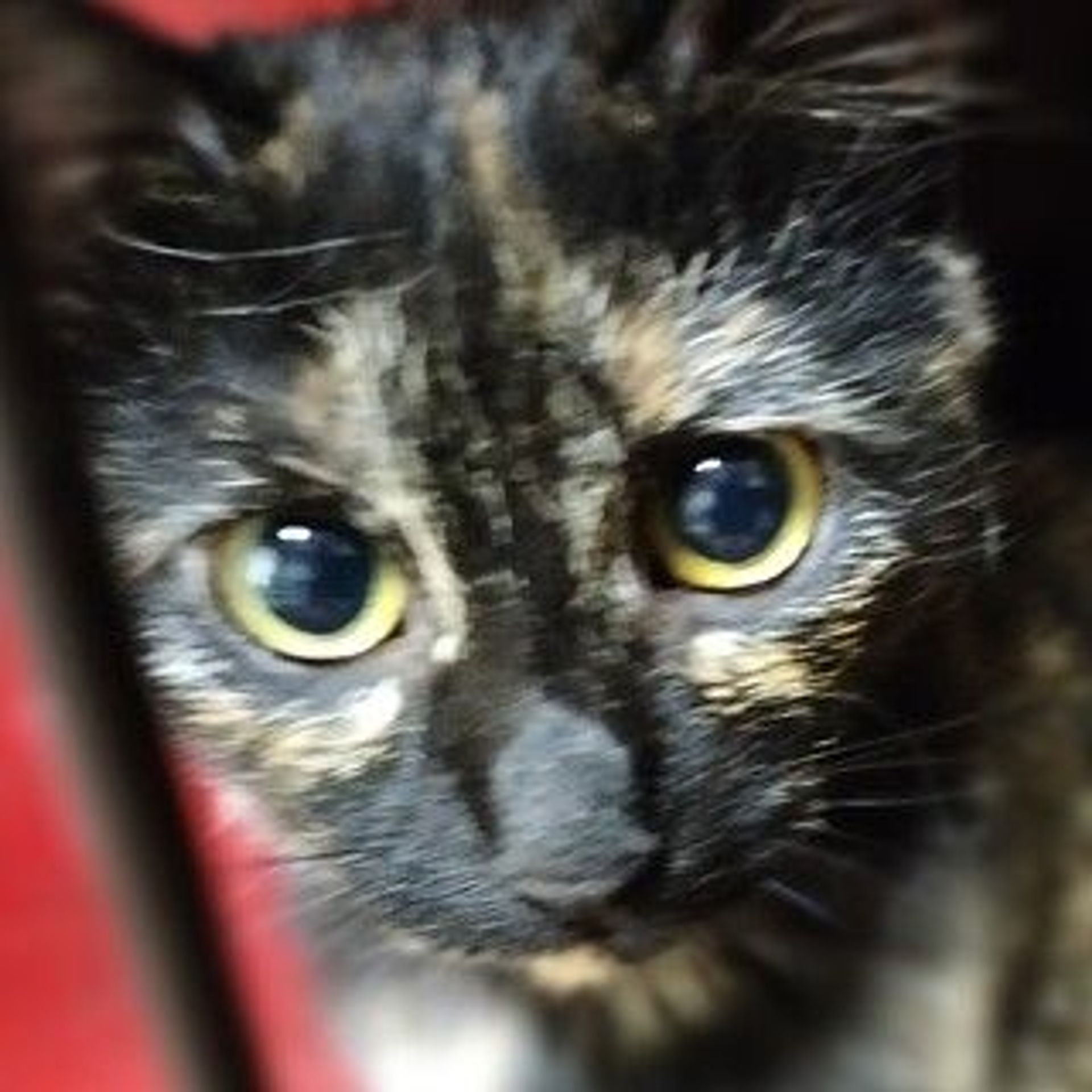 雑種（ミックス猫）・メスの里親募集の写真