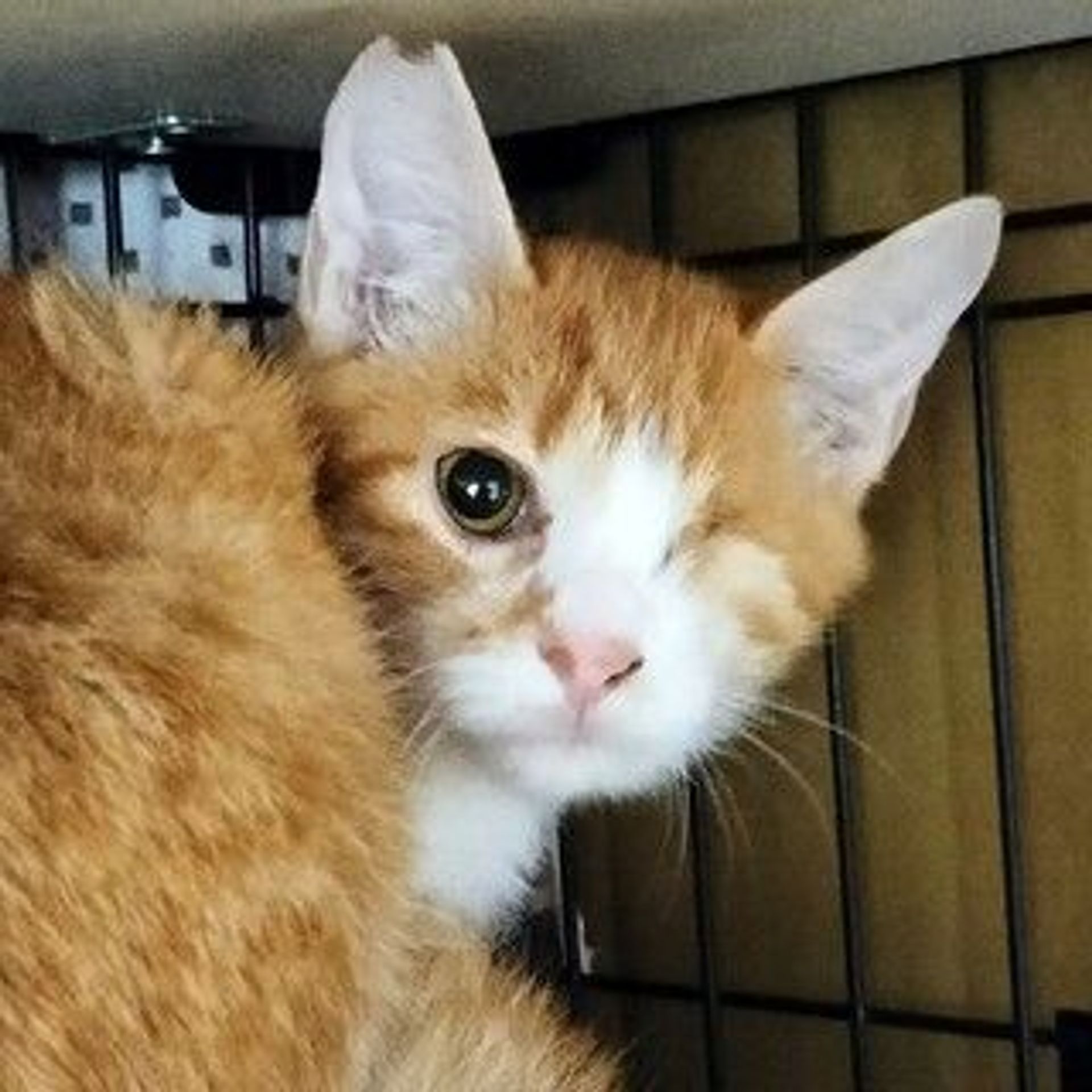 雑種（ミックス猫）・オスの里親募集の写真