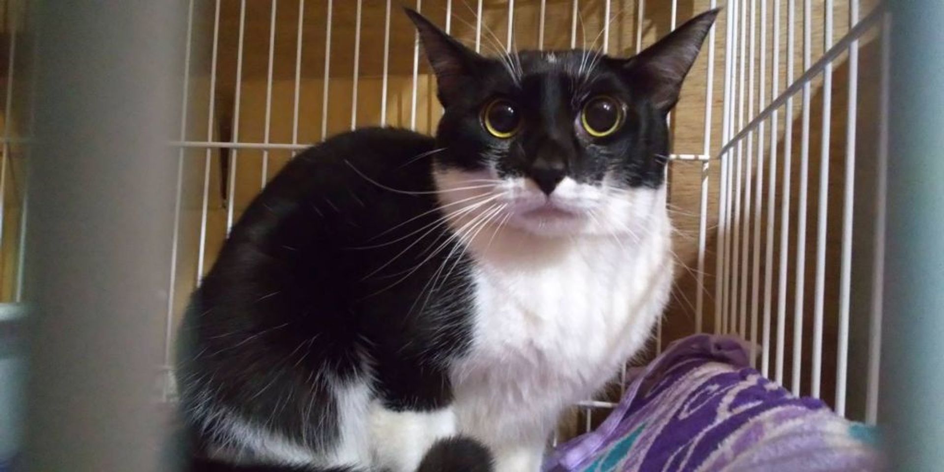 雑種（ミックス猫）・オスの里親募集の写真