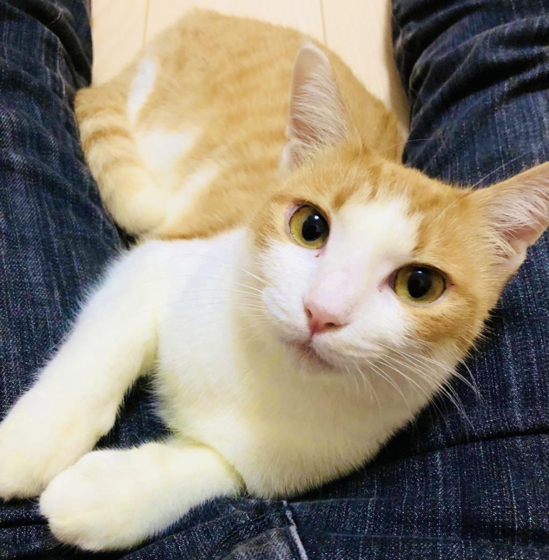 pet-image-3