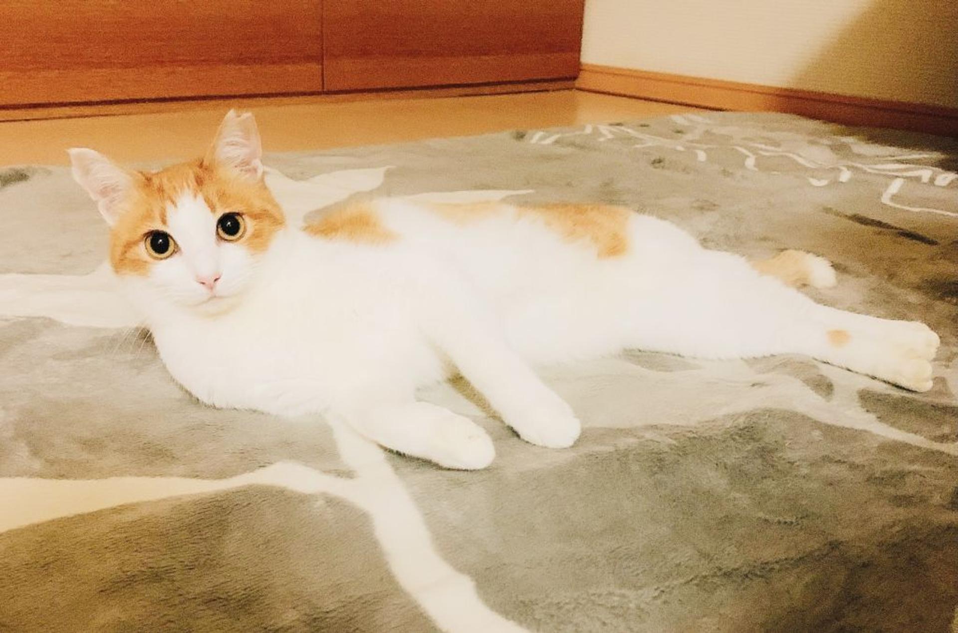 pet-image-6