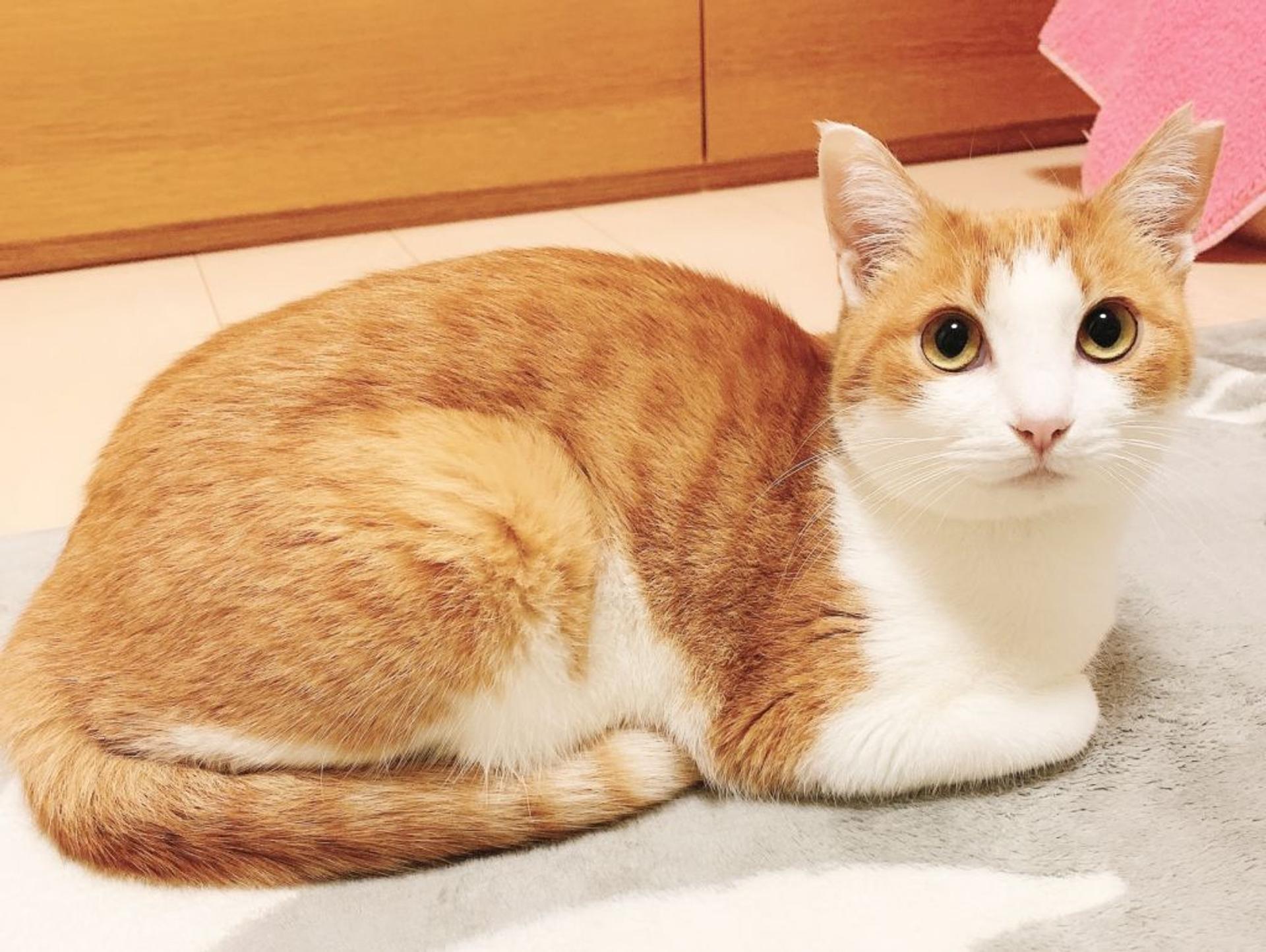 pet-image-7