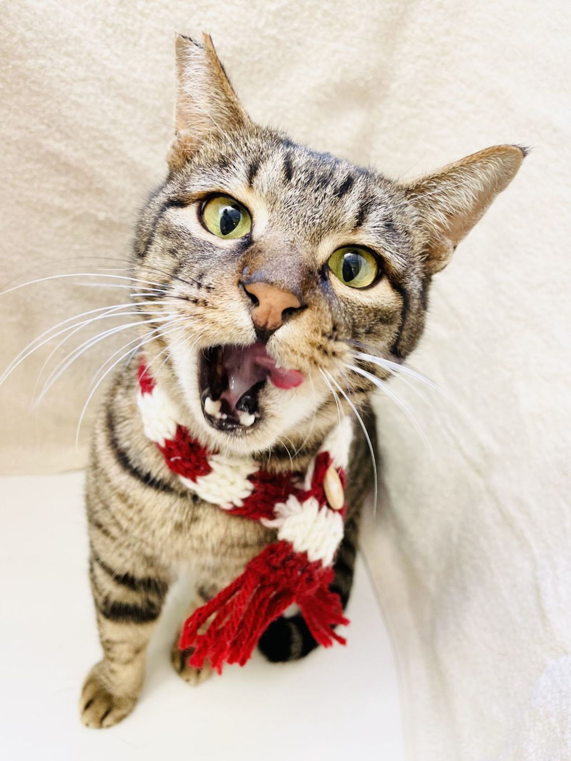 雑種（ミックス猫）・オスの里親募集の写真