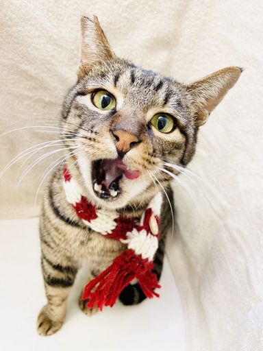 しっぽの写真