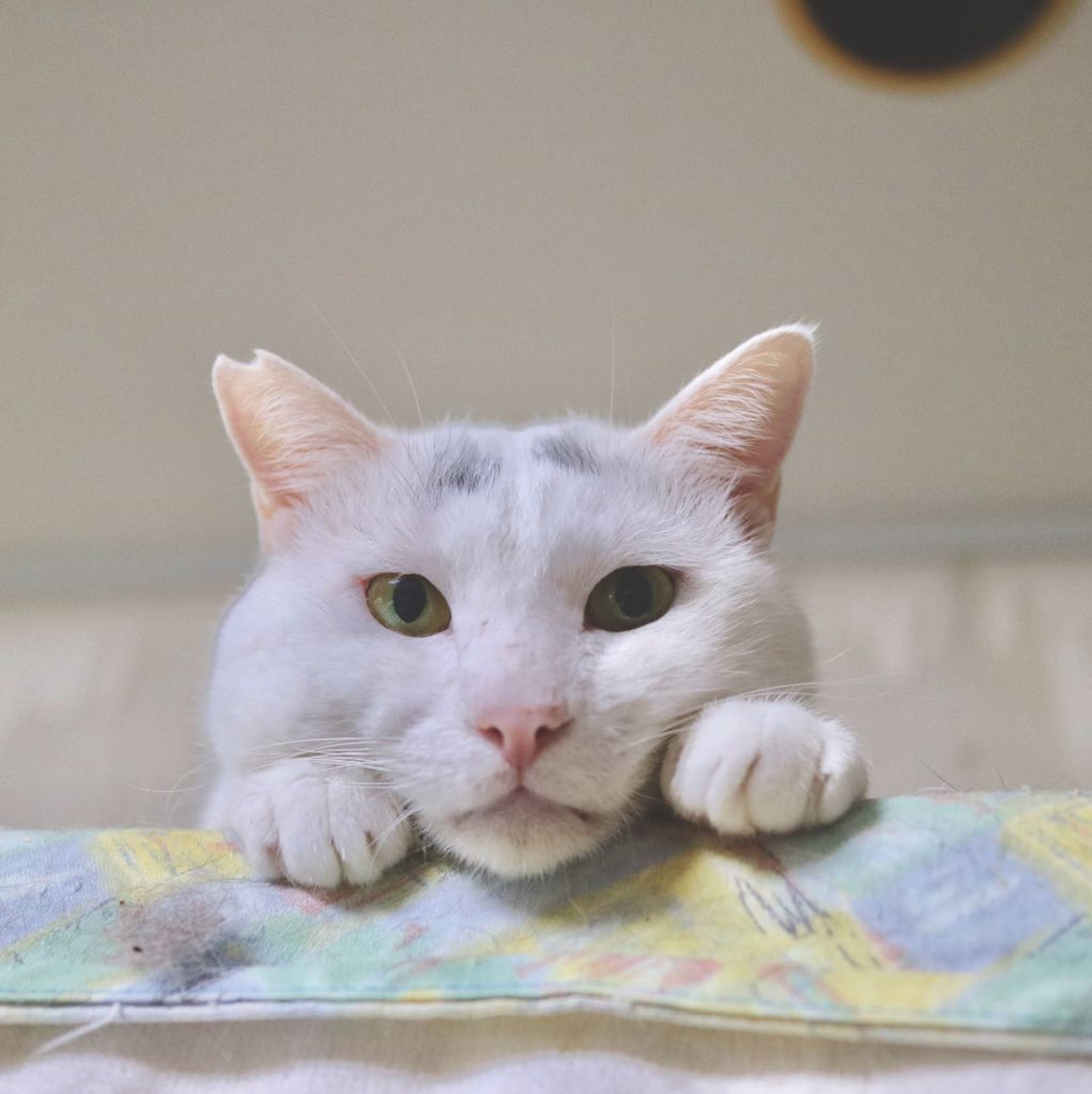 雑種（ミックス猫）・オスの里親募集の写真