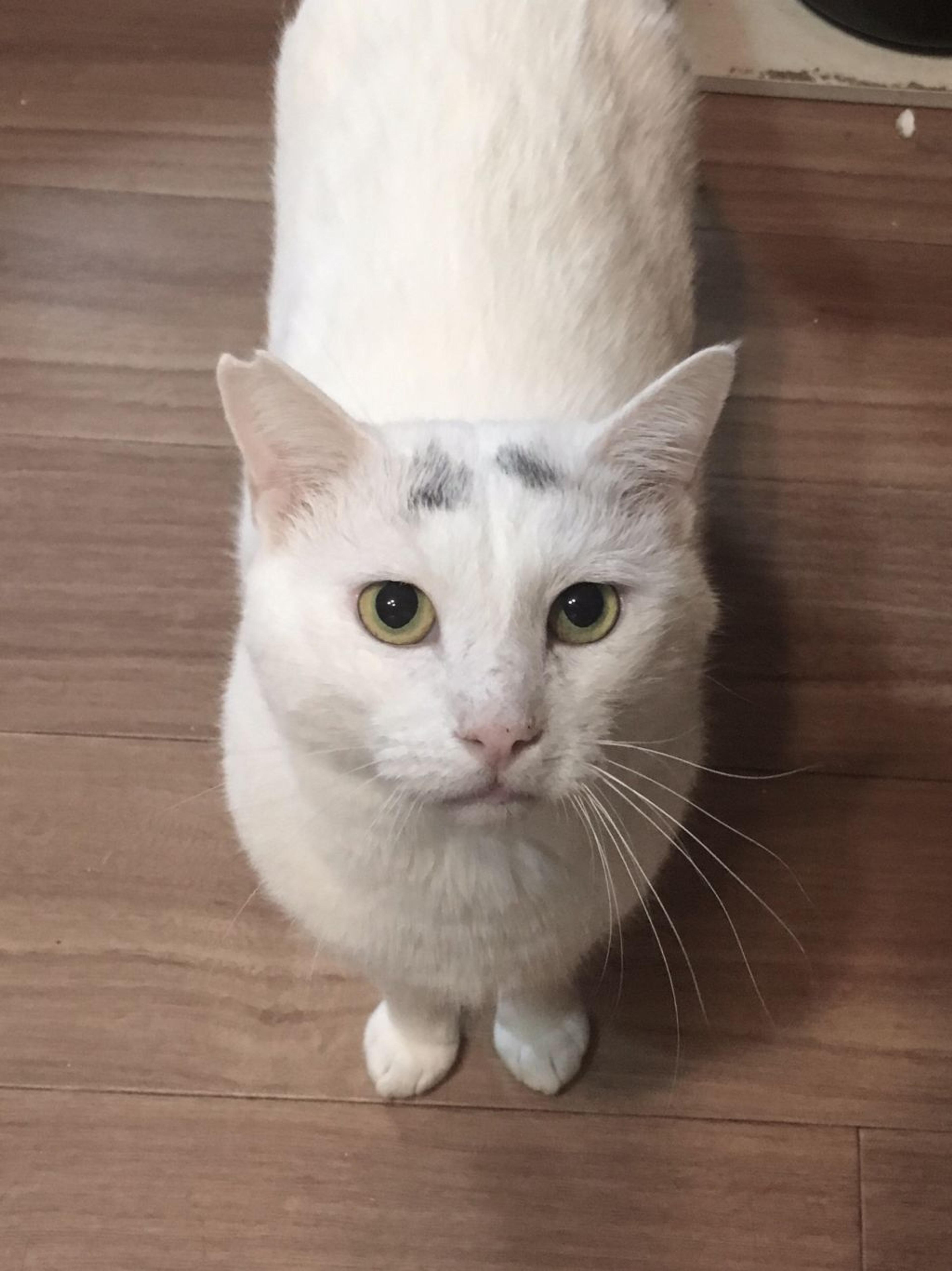 pet-image-2