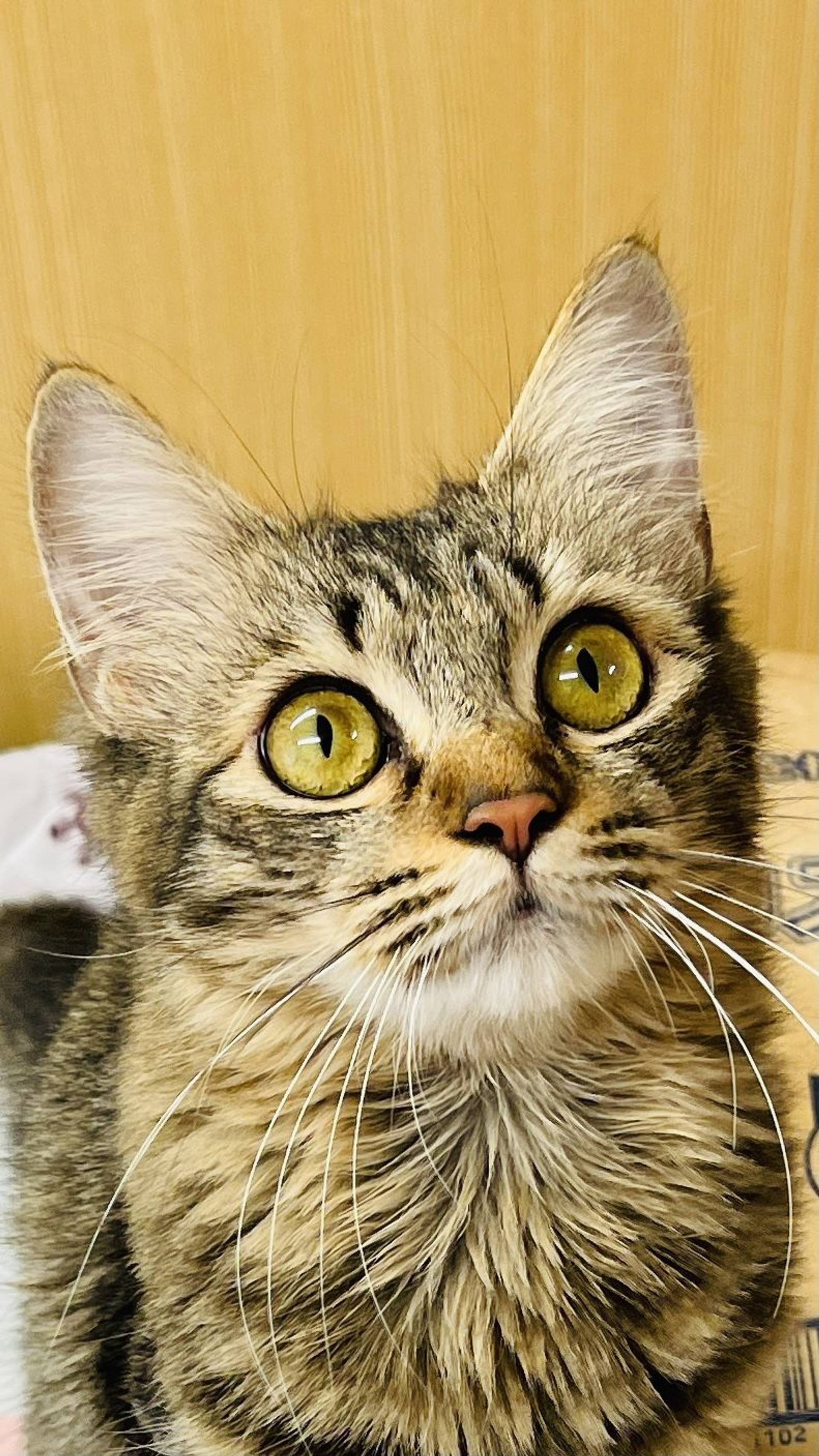 雑種（ミックス猫）・メスの里親募集の写真