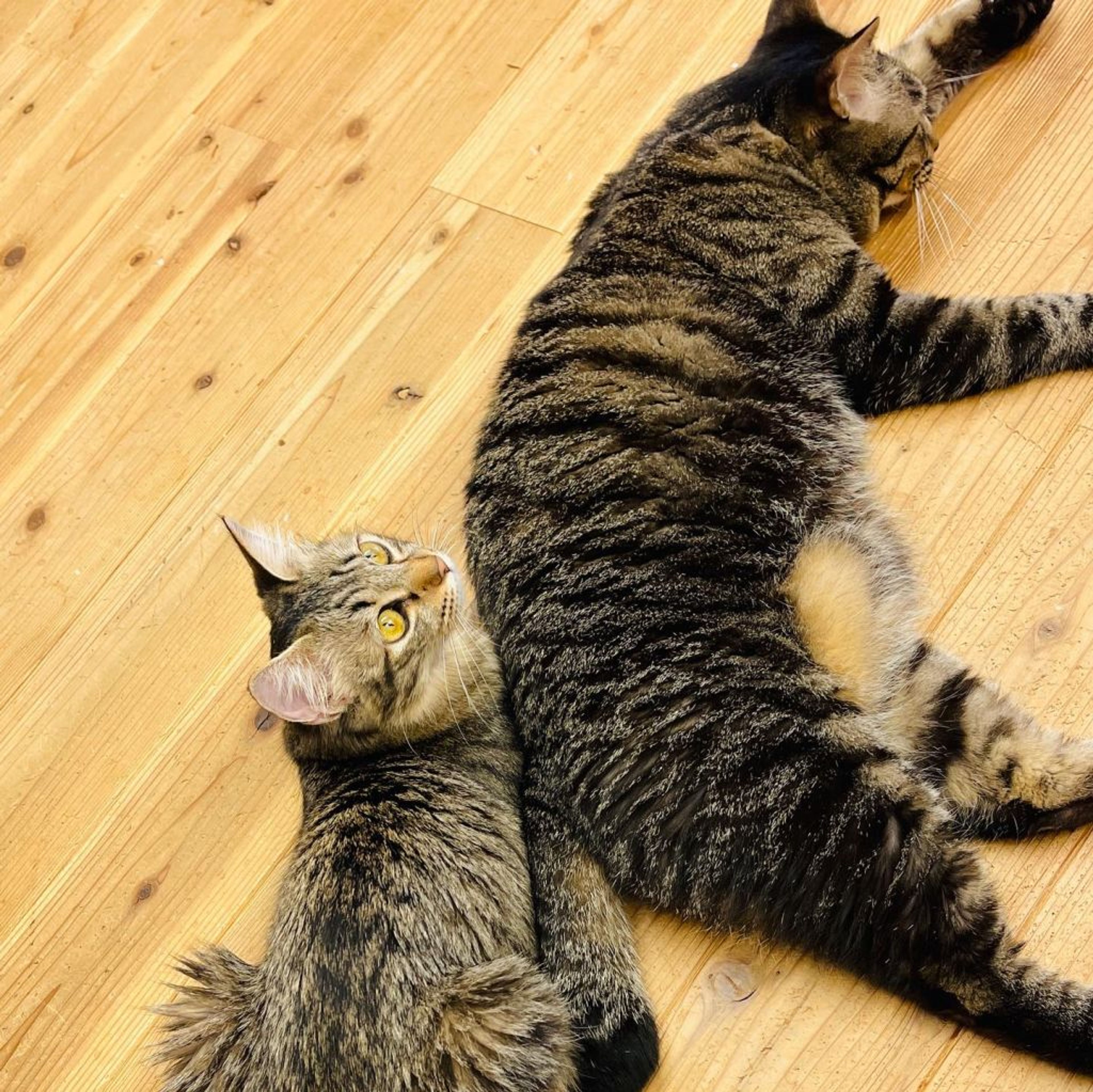 pet-image-3