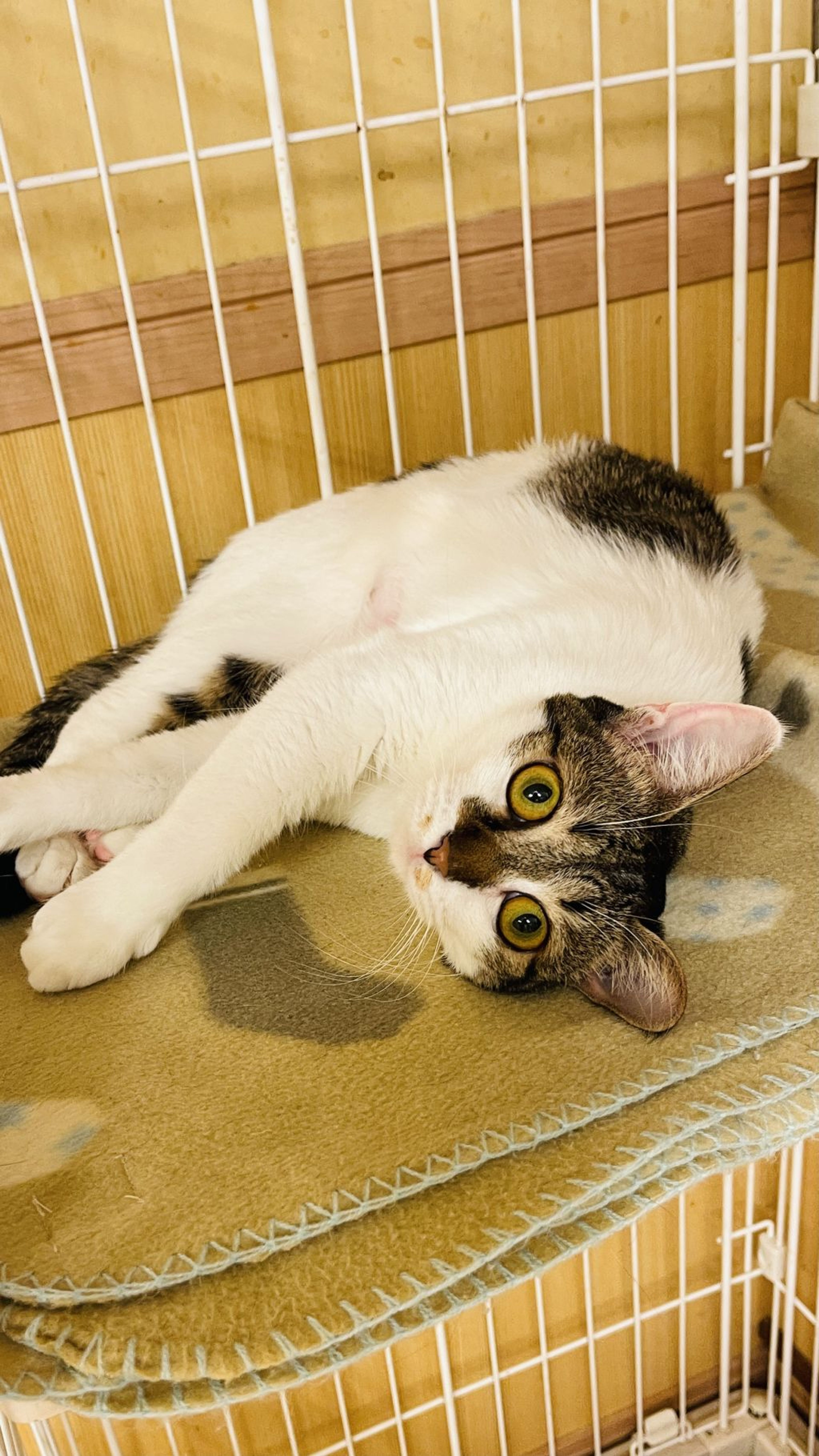 雑種（ミックス猫）・メスの里親募集の写真