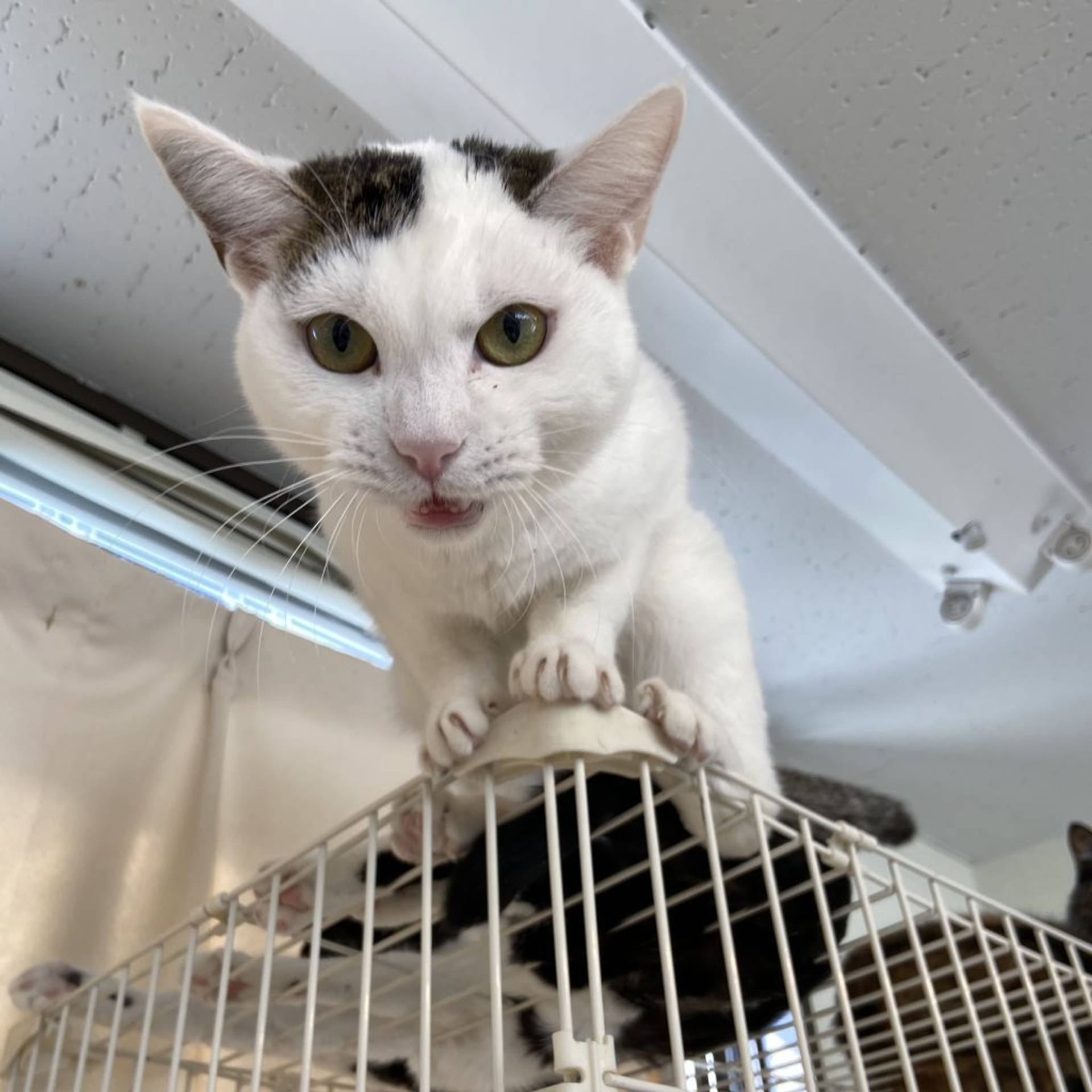 雑種（ミックス猫）・オスの里親募集の写真