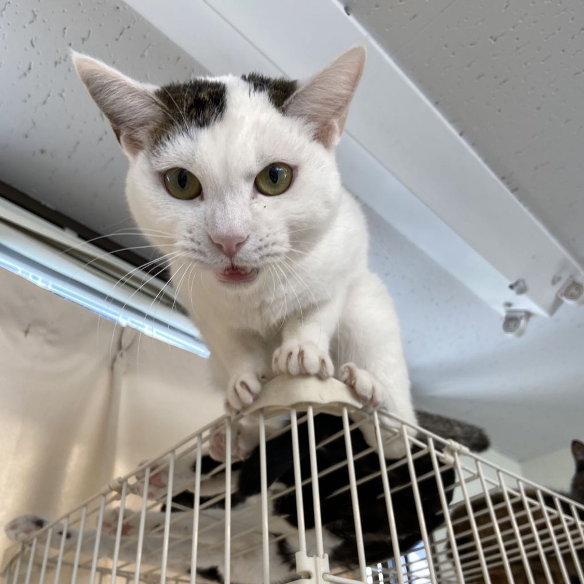 雑種（ミックス猫）・オスの里親募集の写真