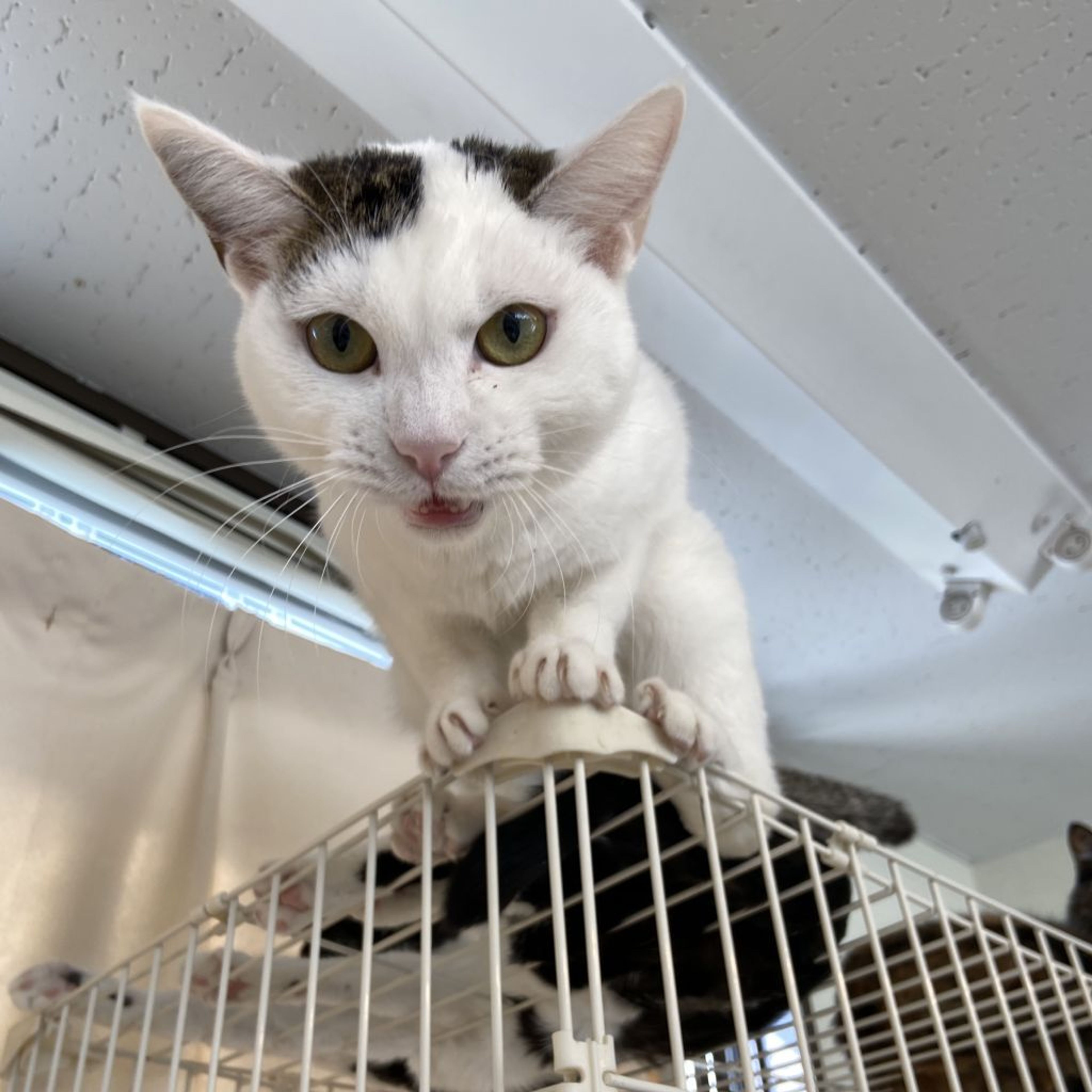 雑種（ミックス猫）・オスの里親募集の写真
