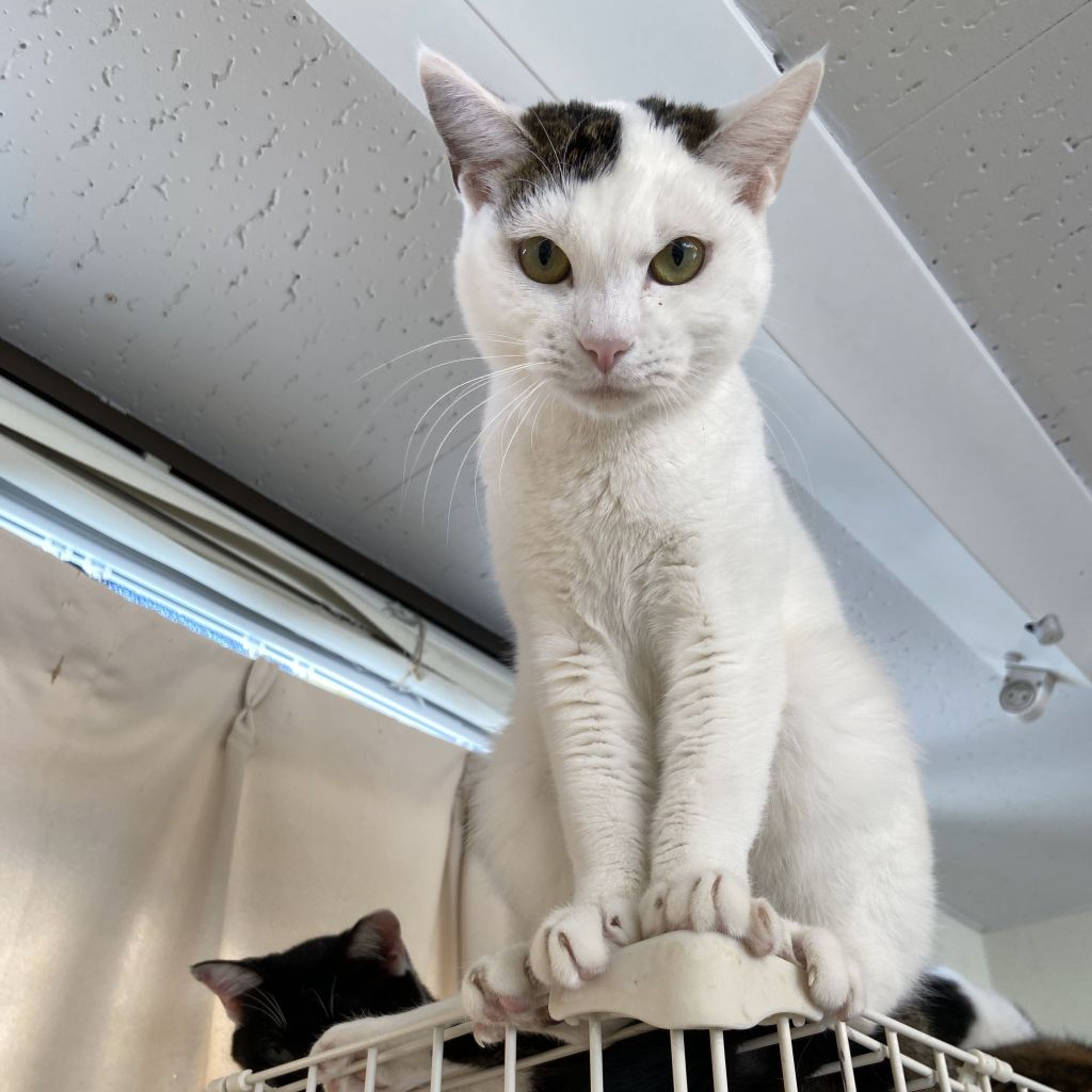 pet-image-2