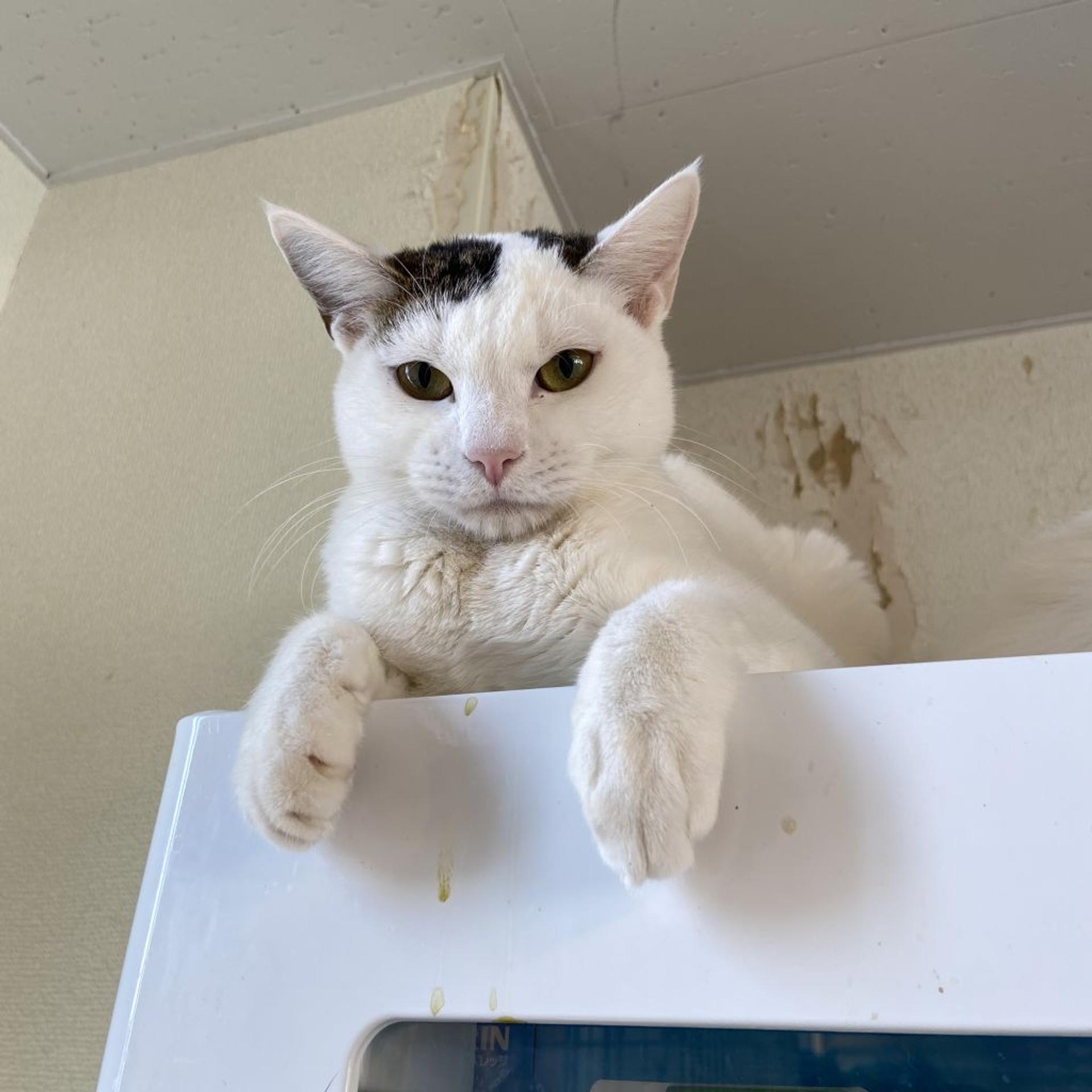 pet-image-3