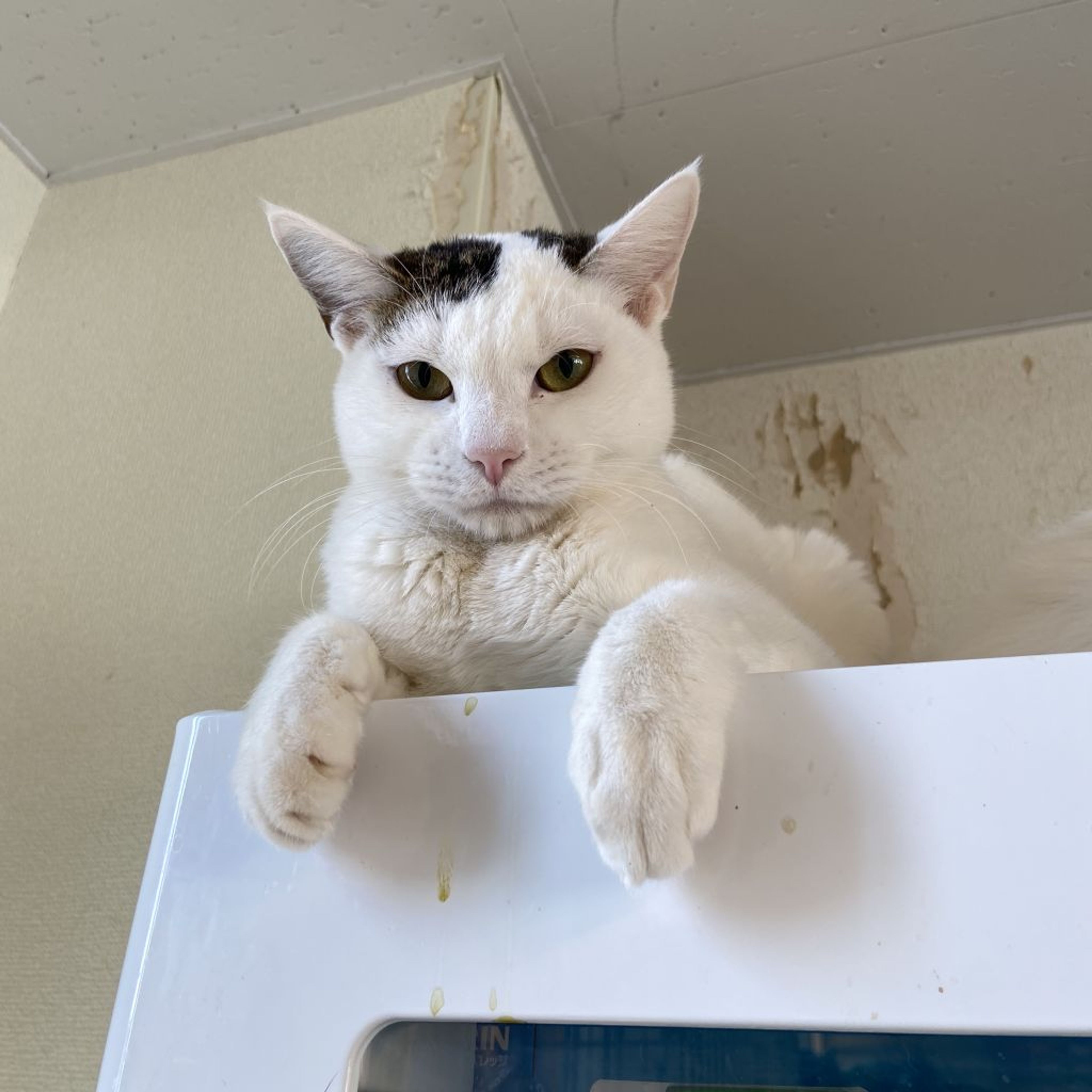 pet-image-3
