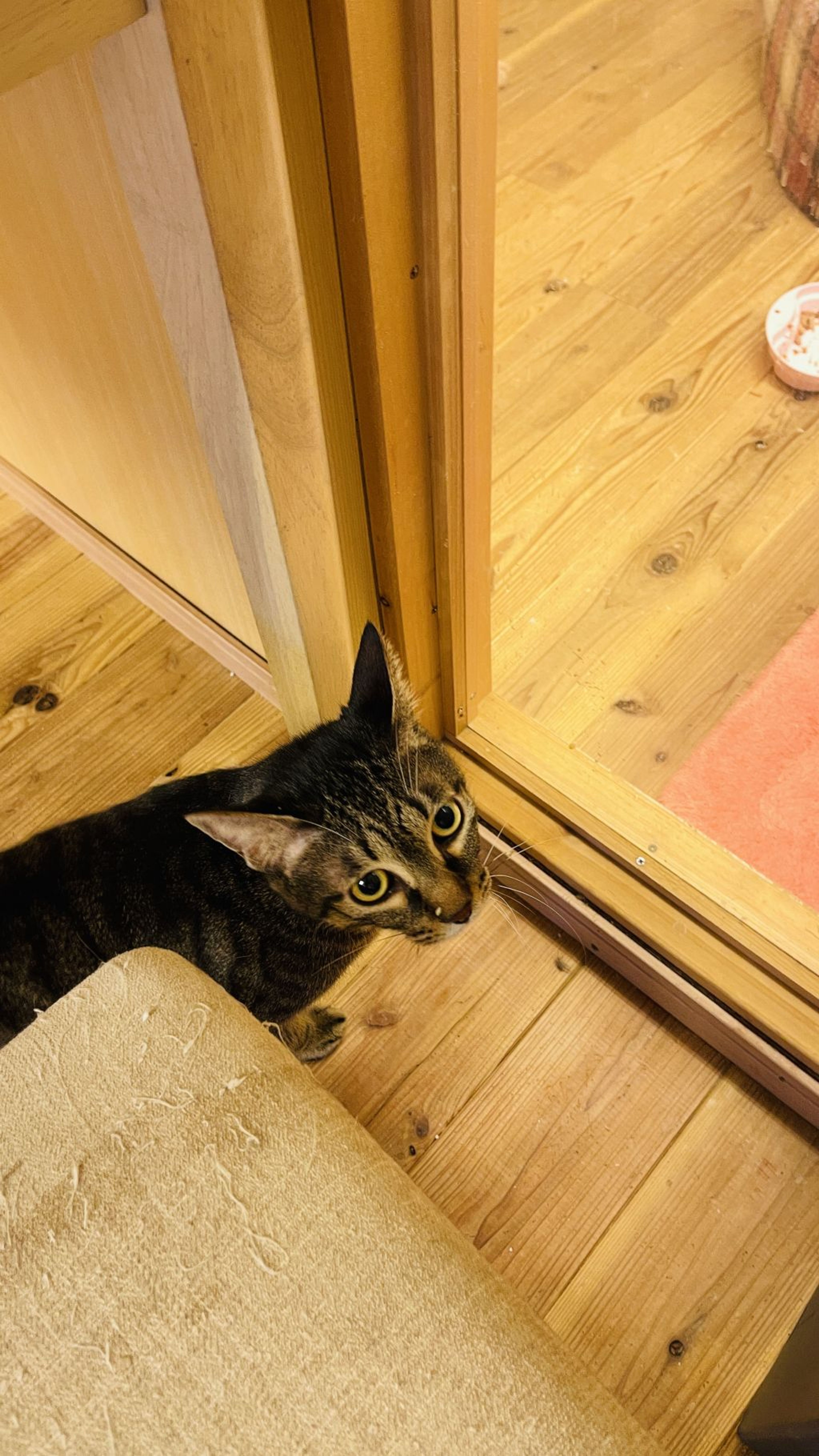 雑種（ミックス猫）・オスの里親募集の写真