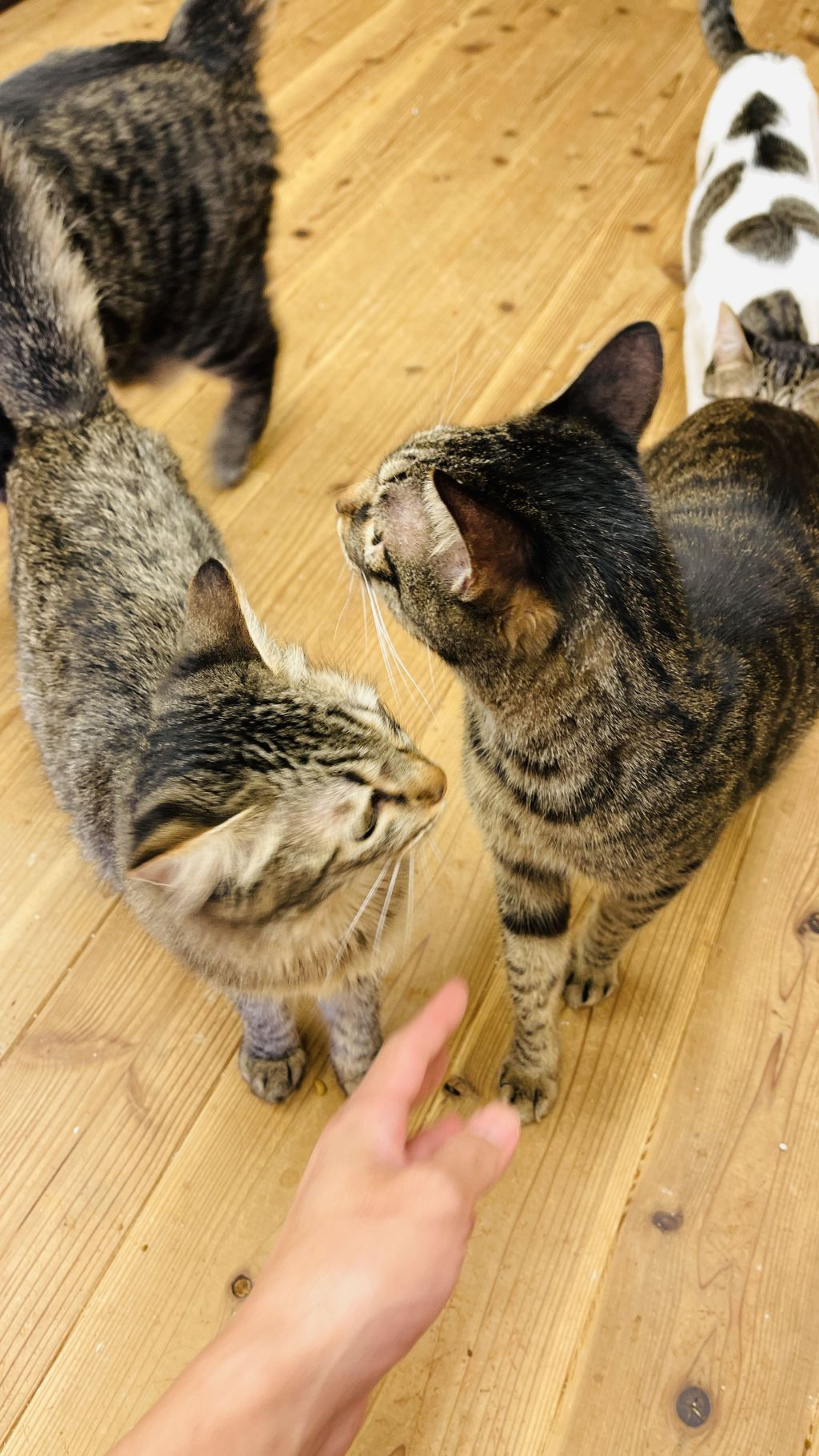 pet-image-3