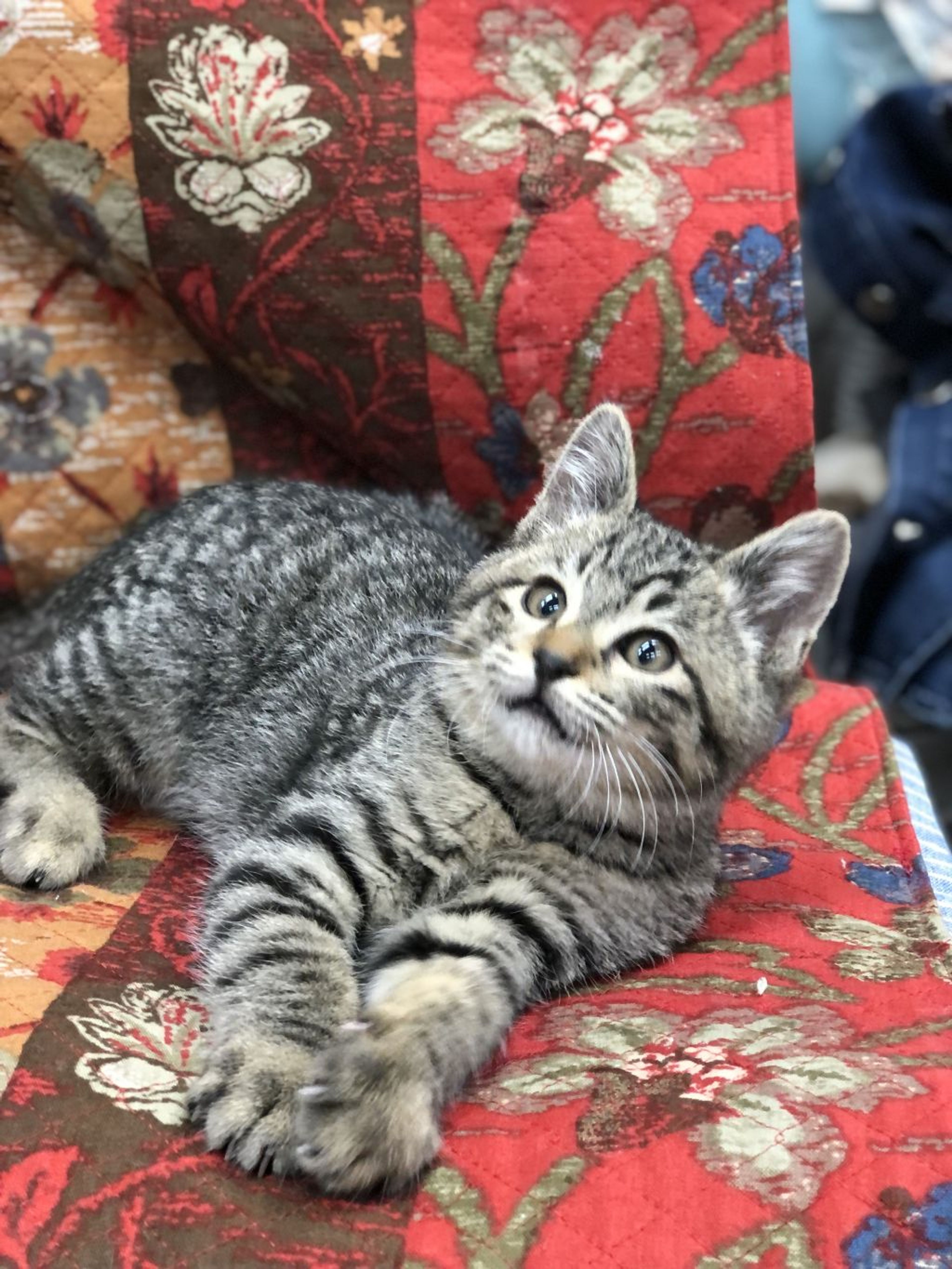 雑種（ミックス猫）・オスの里親募集の写真