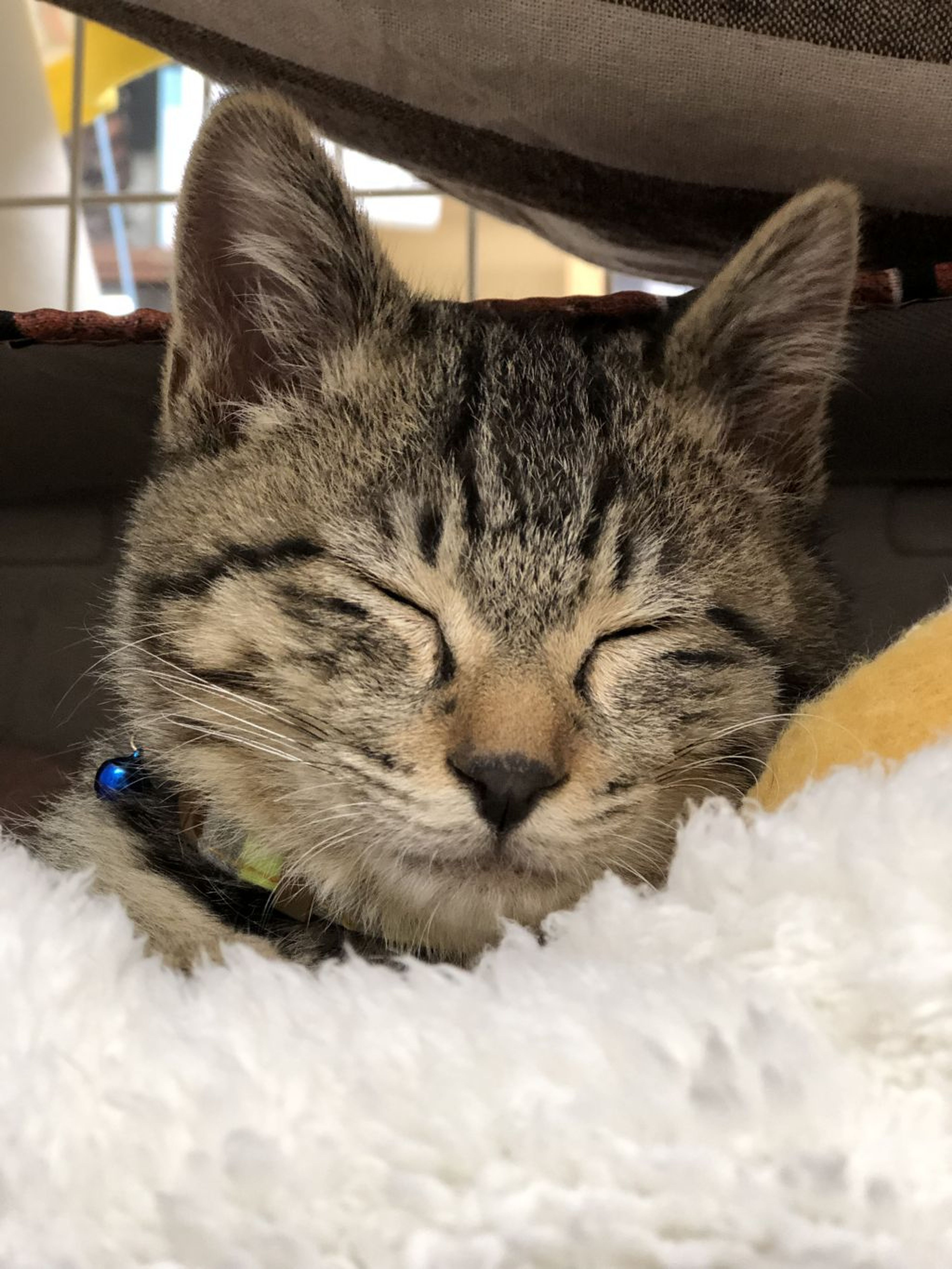 pet-image-2