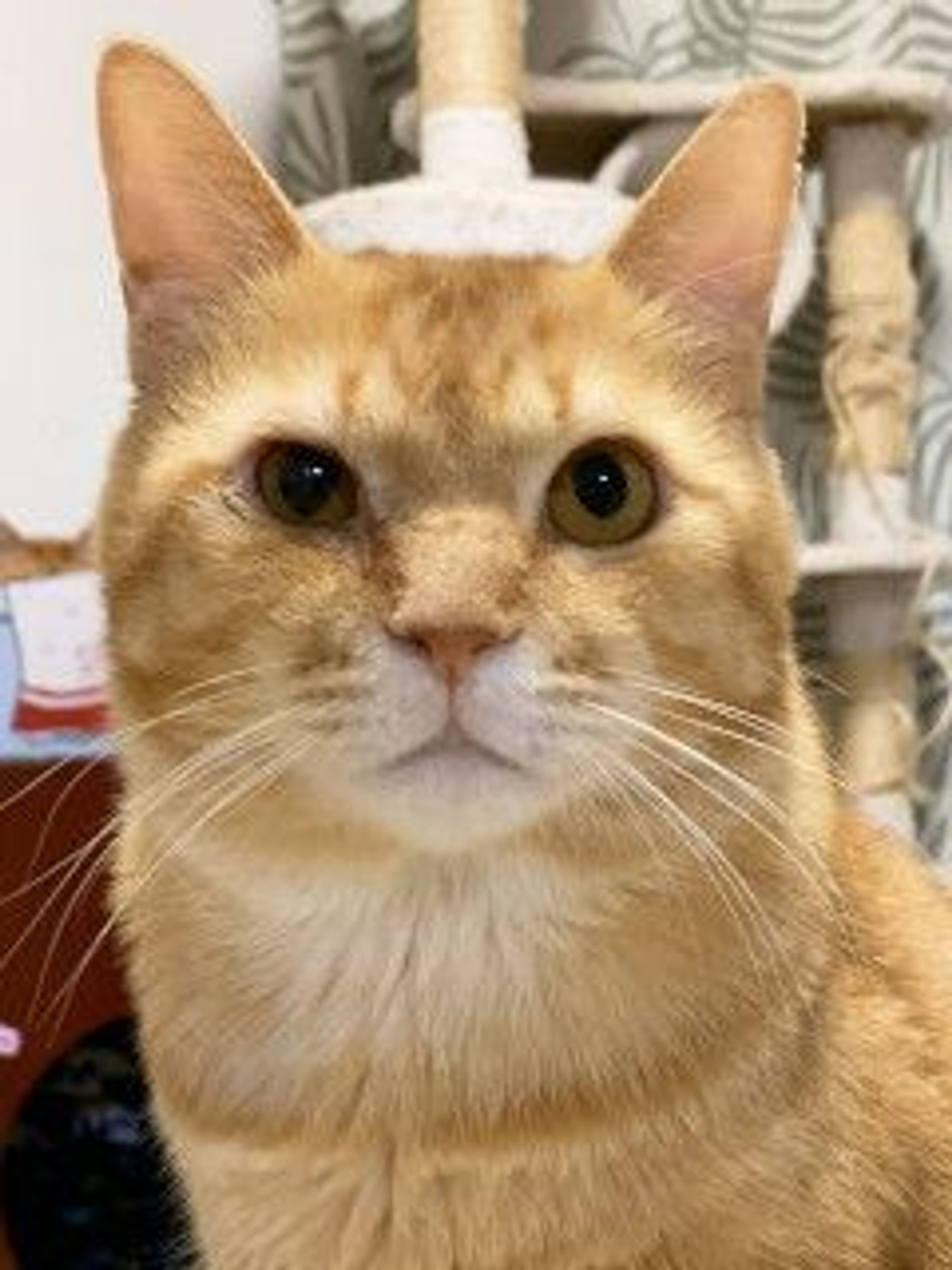 雑種（ミックス猫）・オスの里親募集の写真