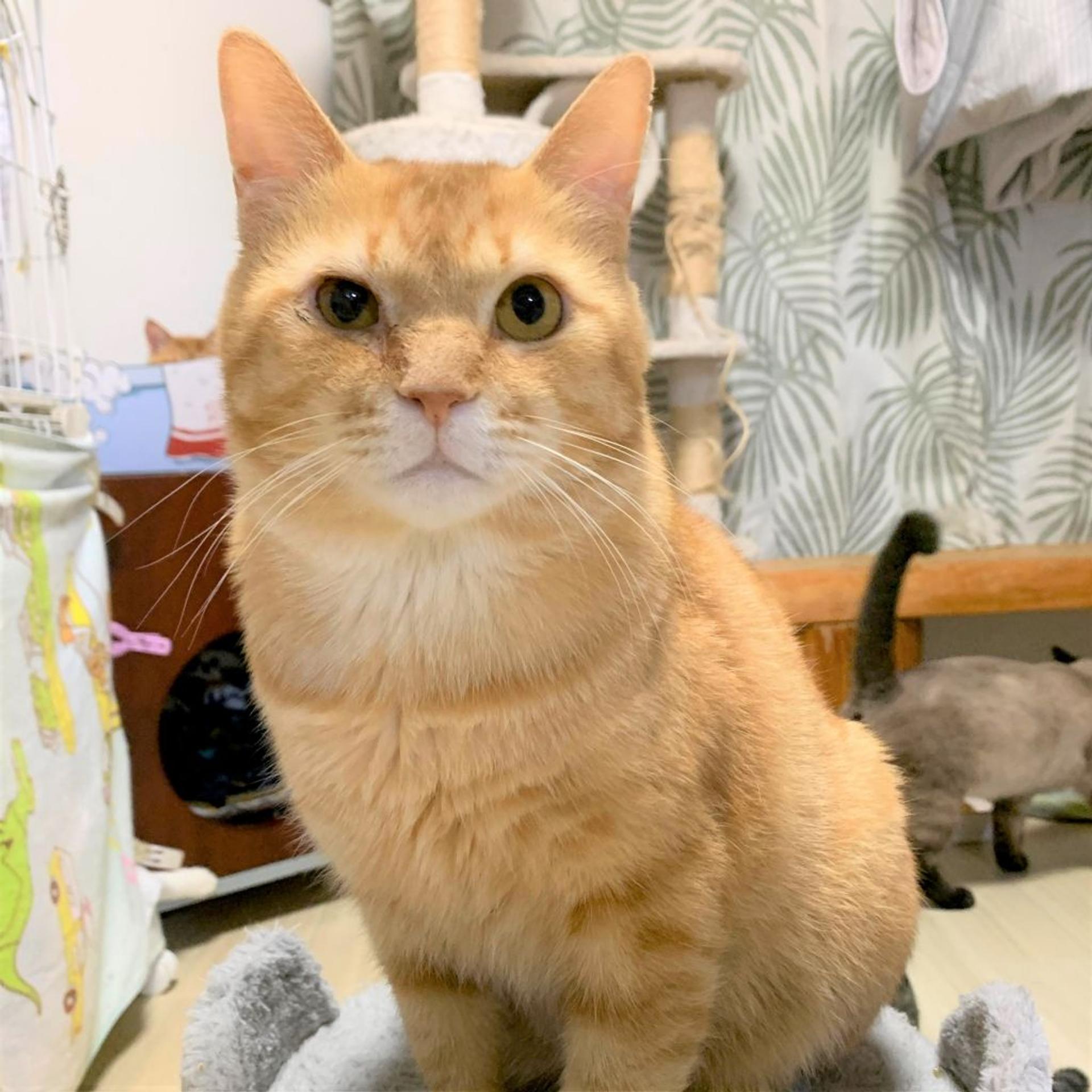 pet-image-4