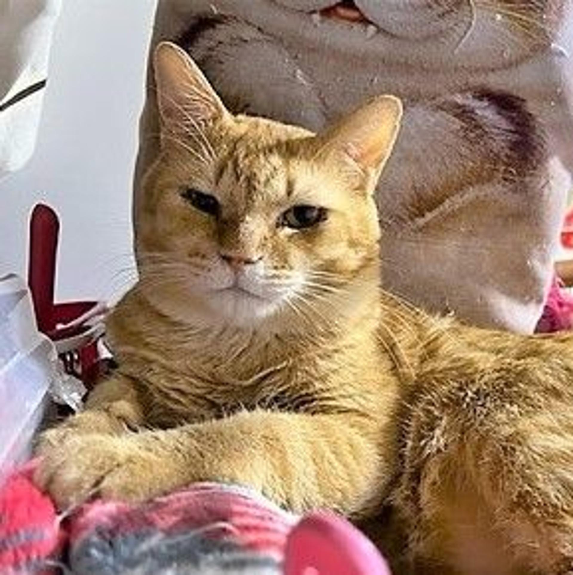 pet-image-9