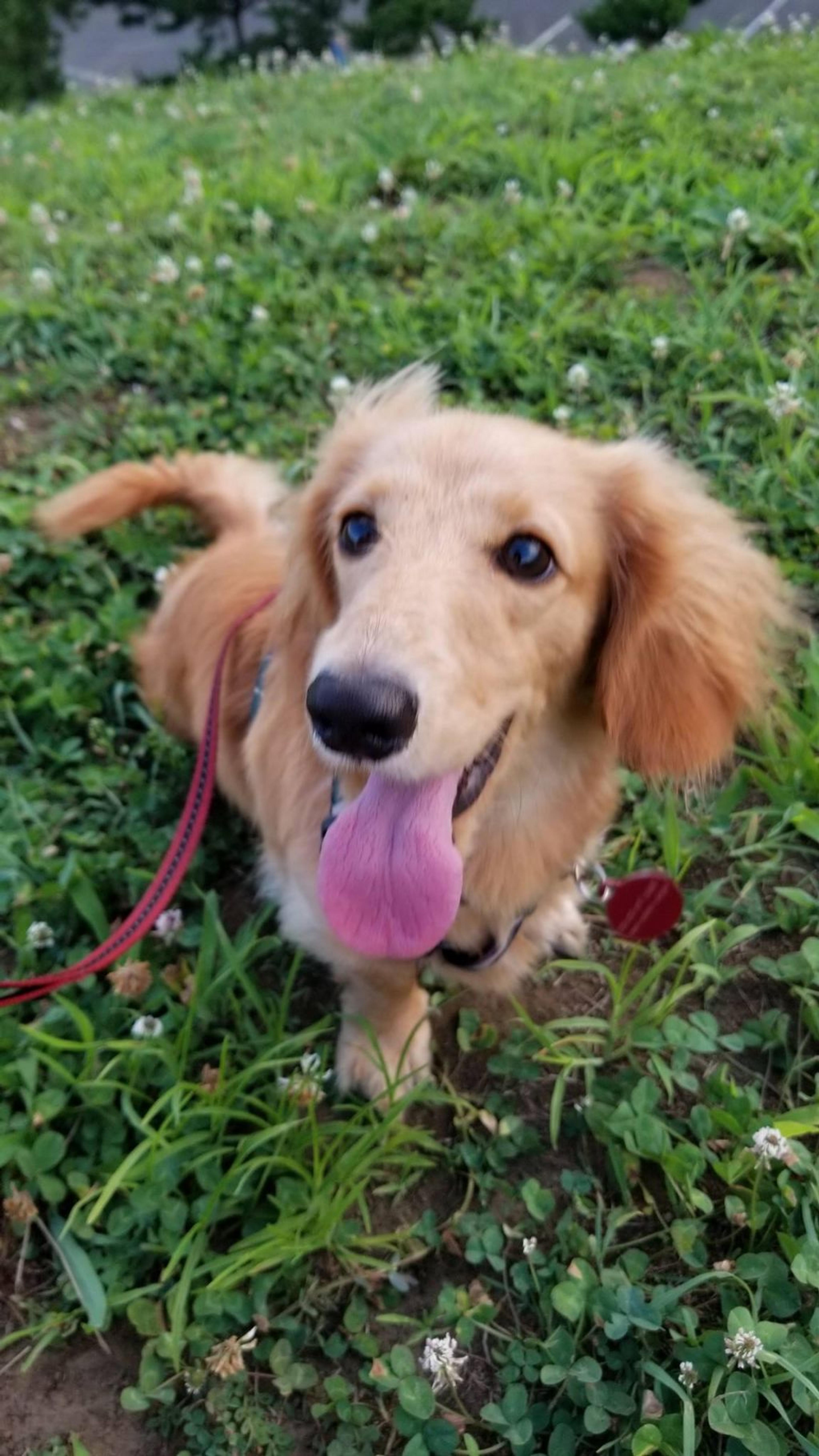 pet-image-2