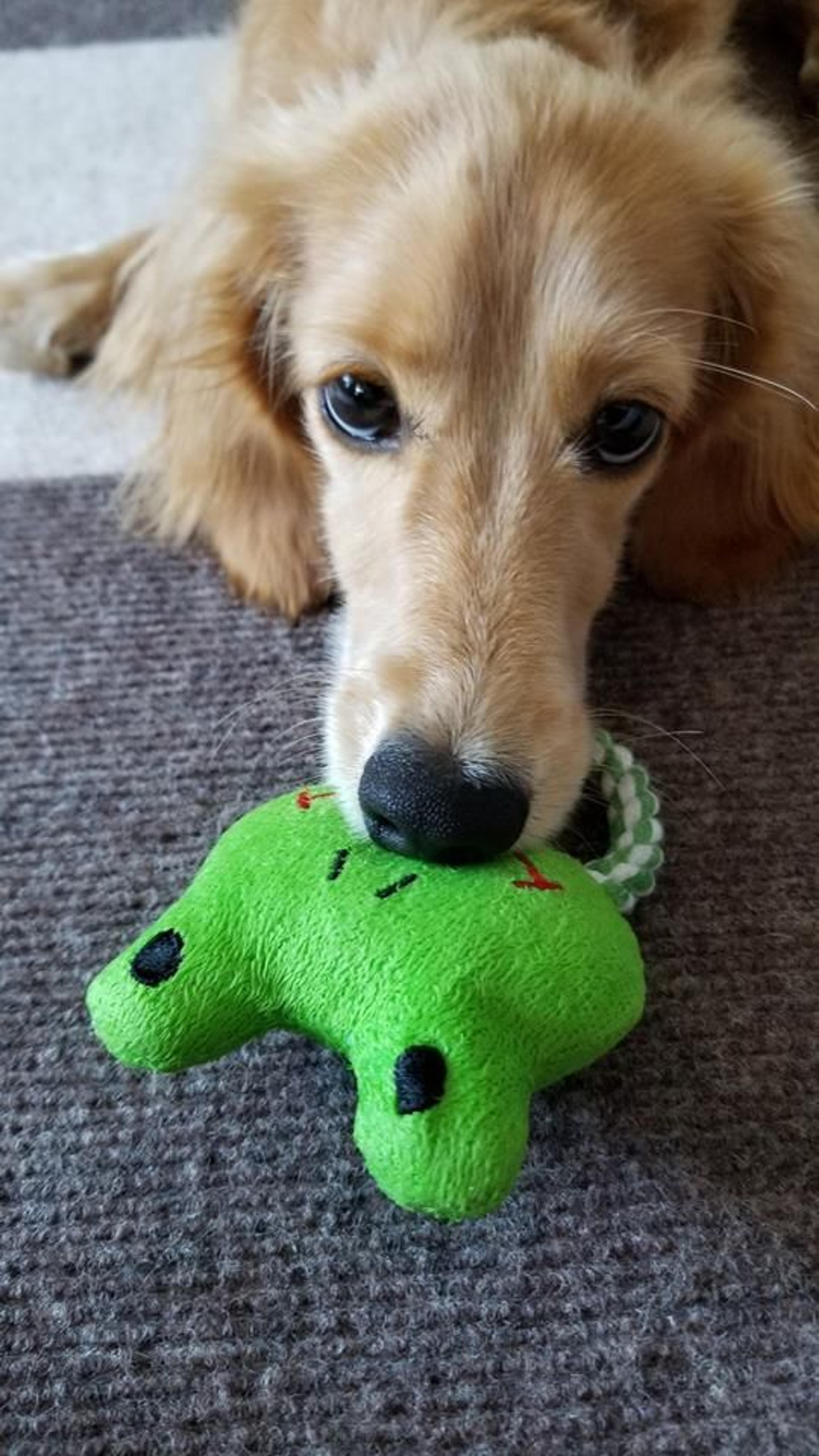 pet-image-3