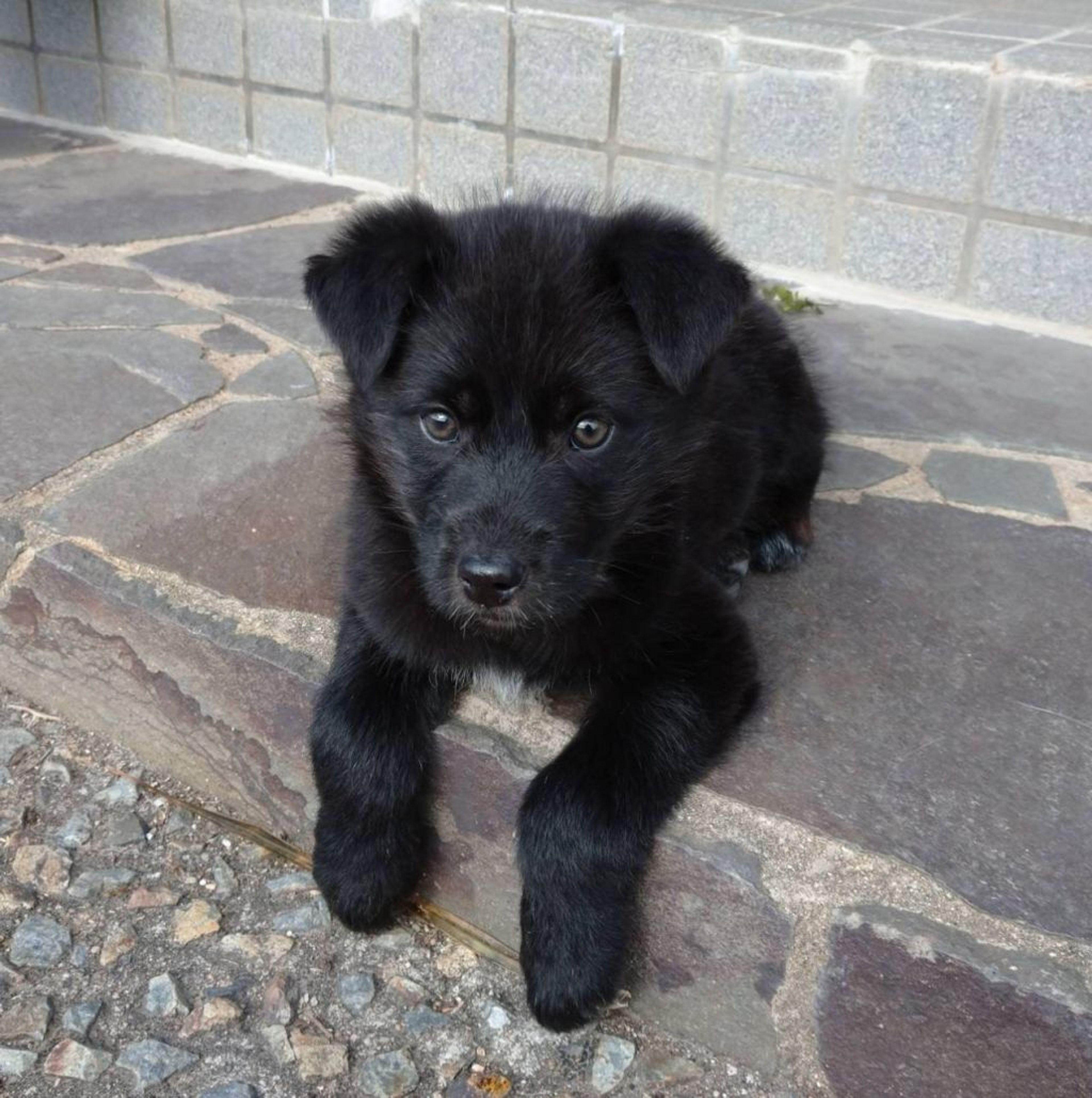 pet-image-3