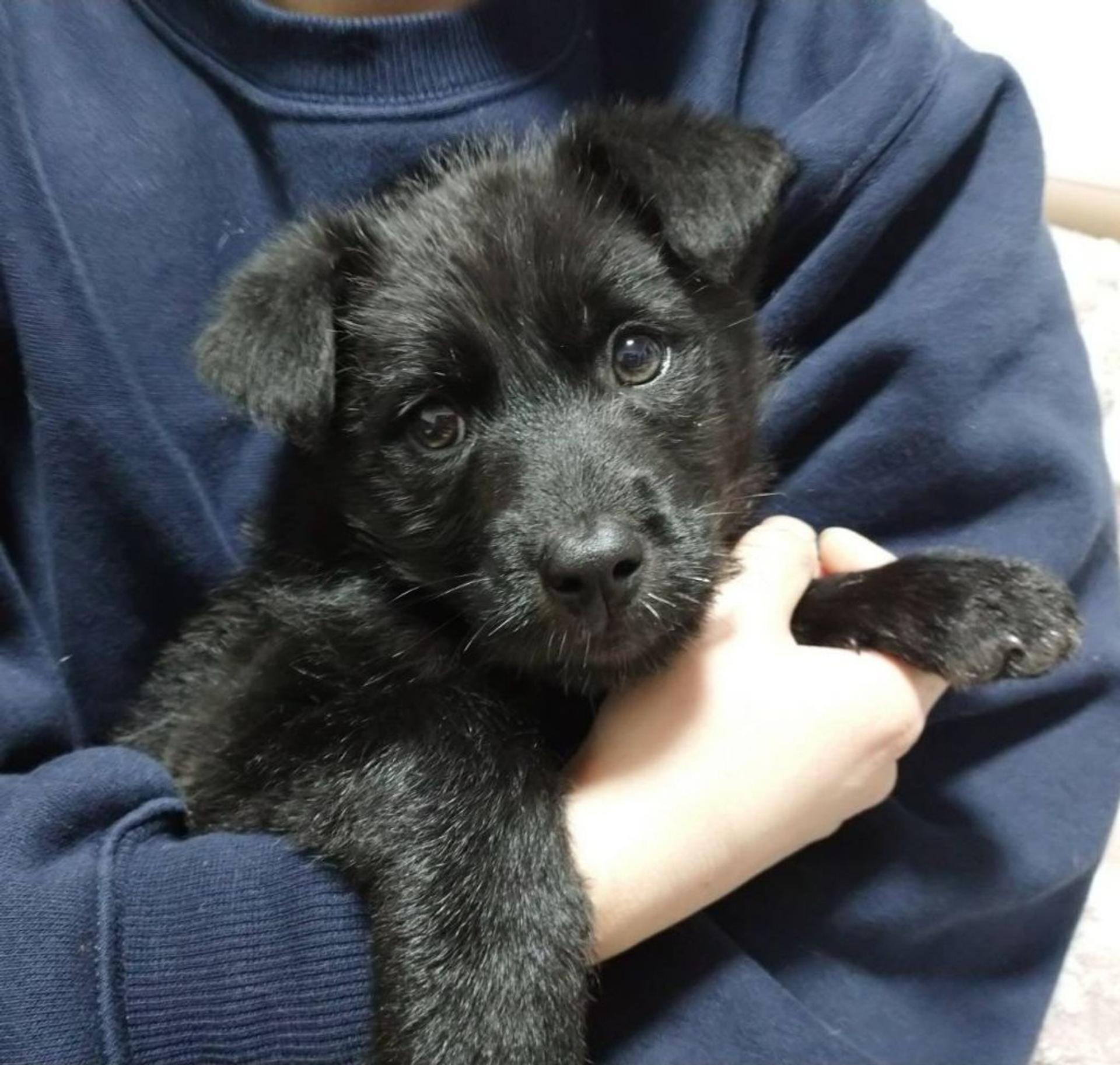 pet-image-5
