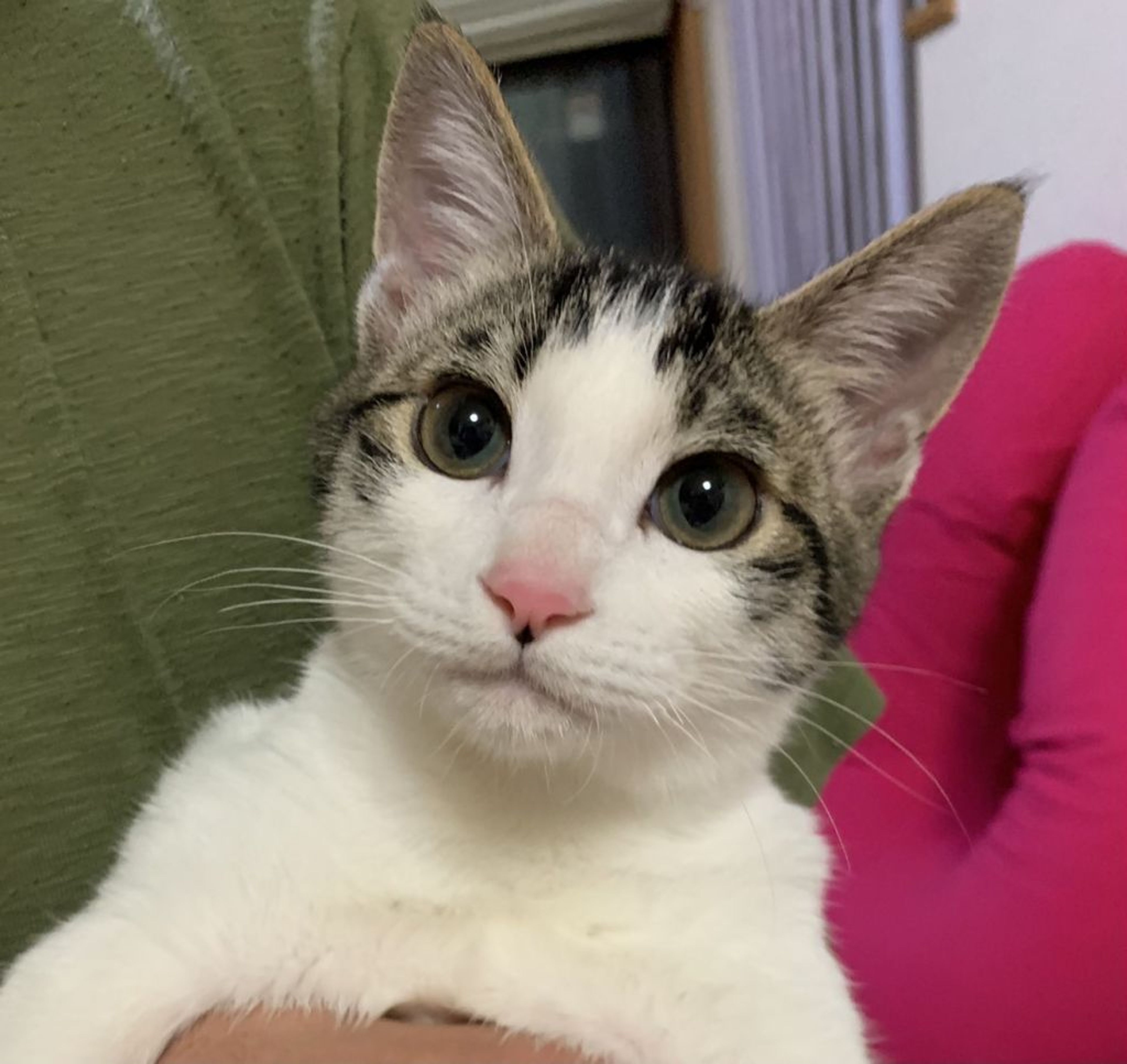 pet-image-2