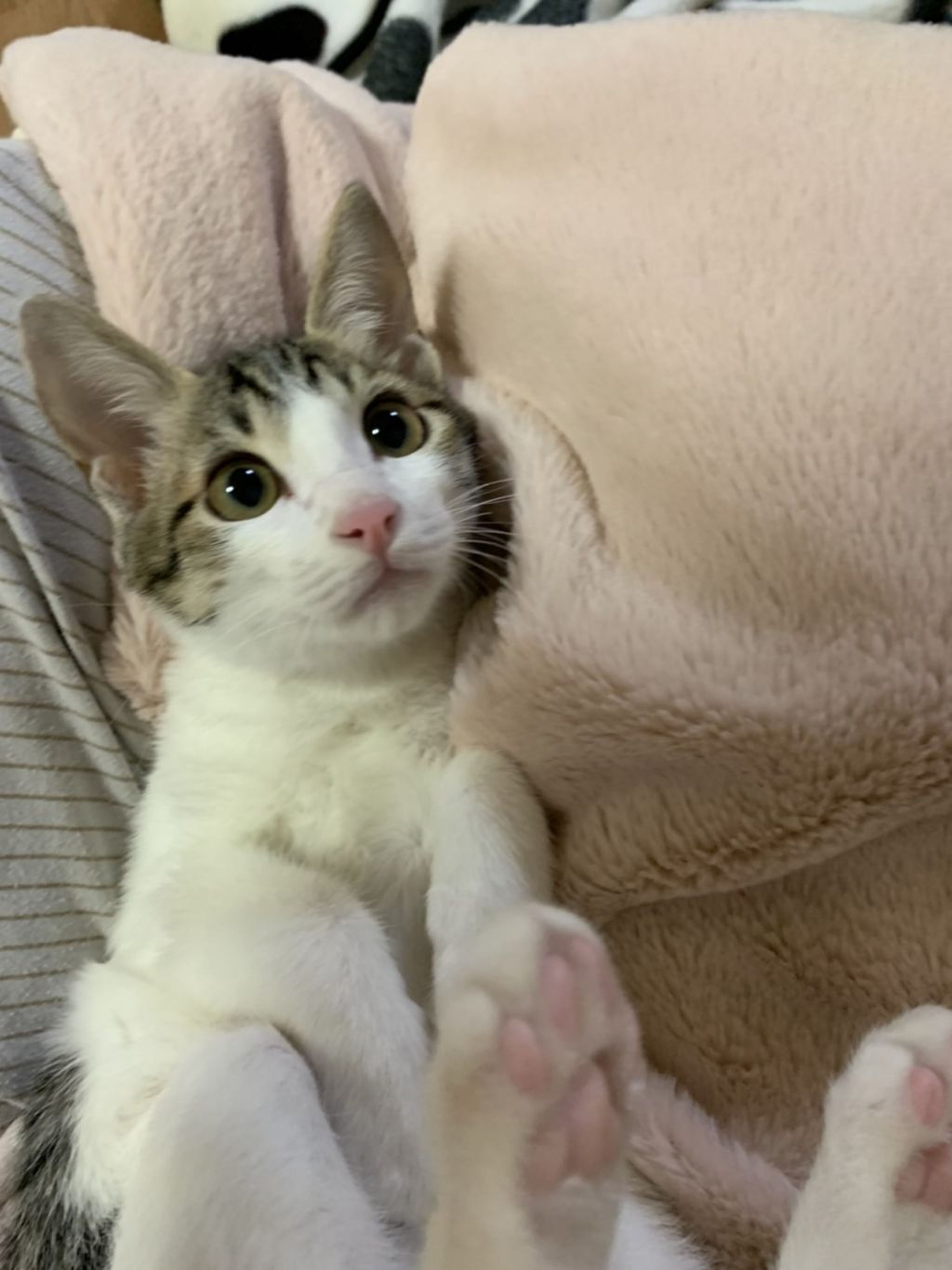 pet-image-3