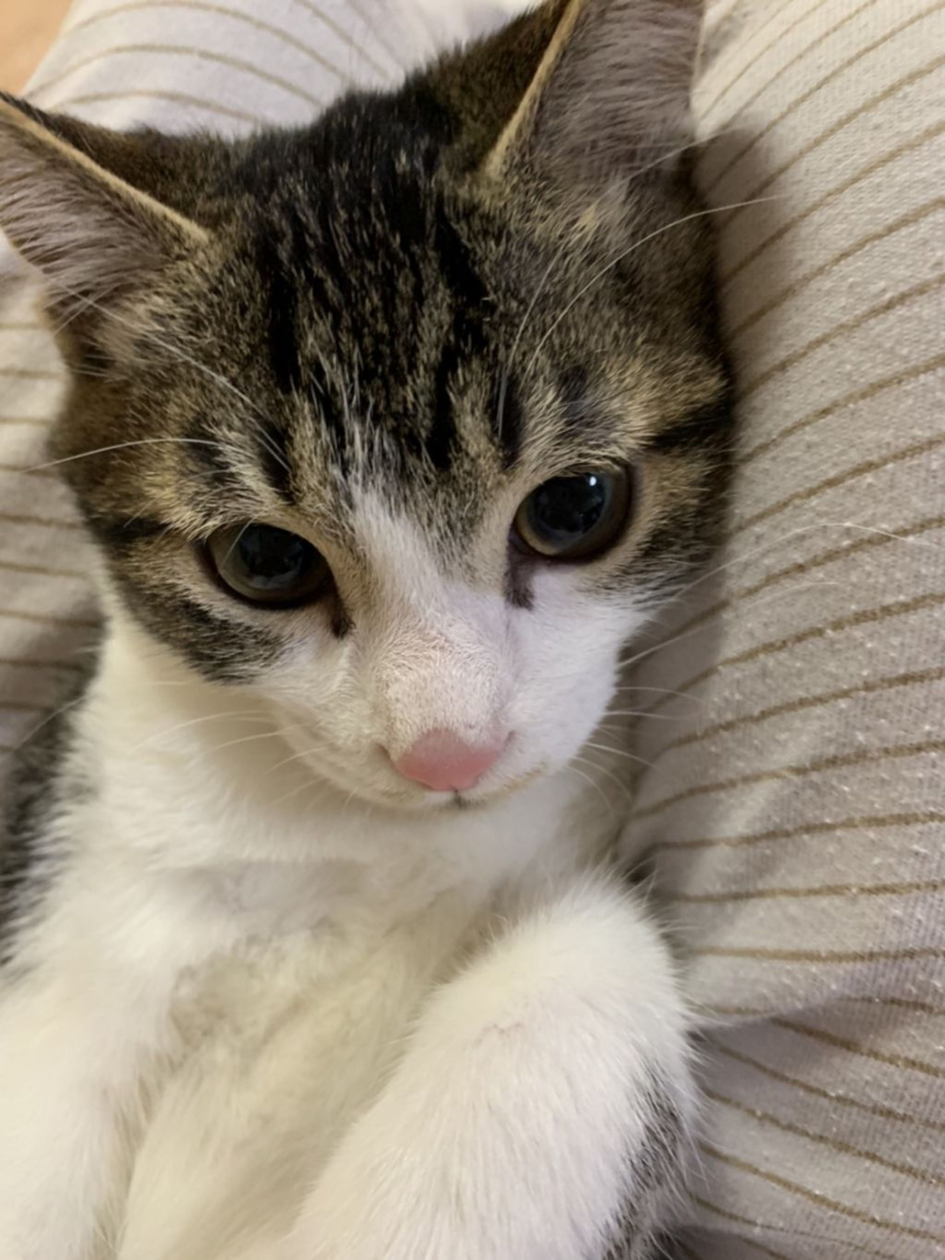 pet-image-4