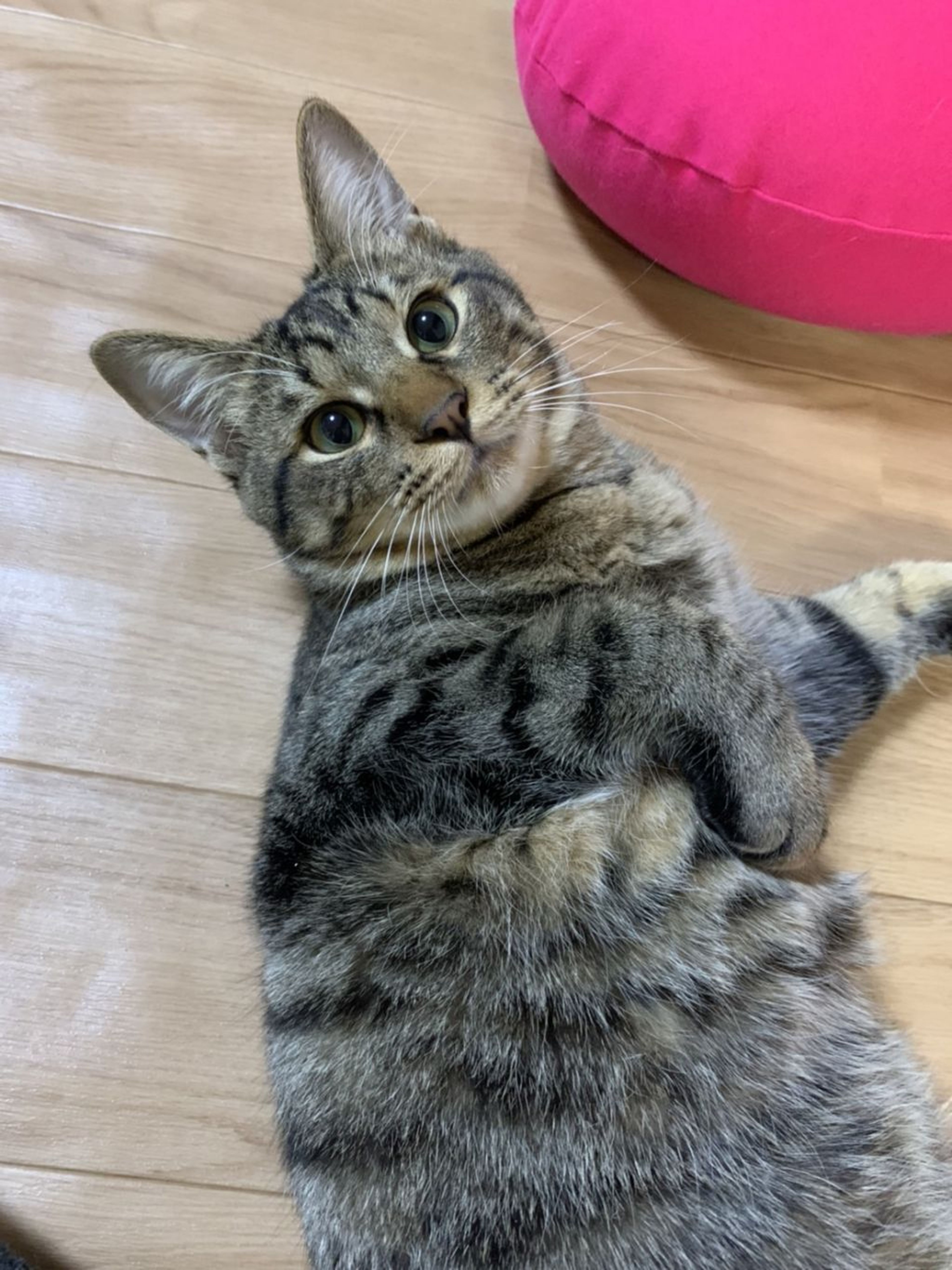 雑種（ミックス猫）・オスの里親募集の写真