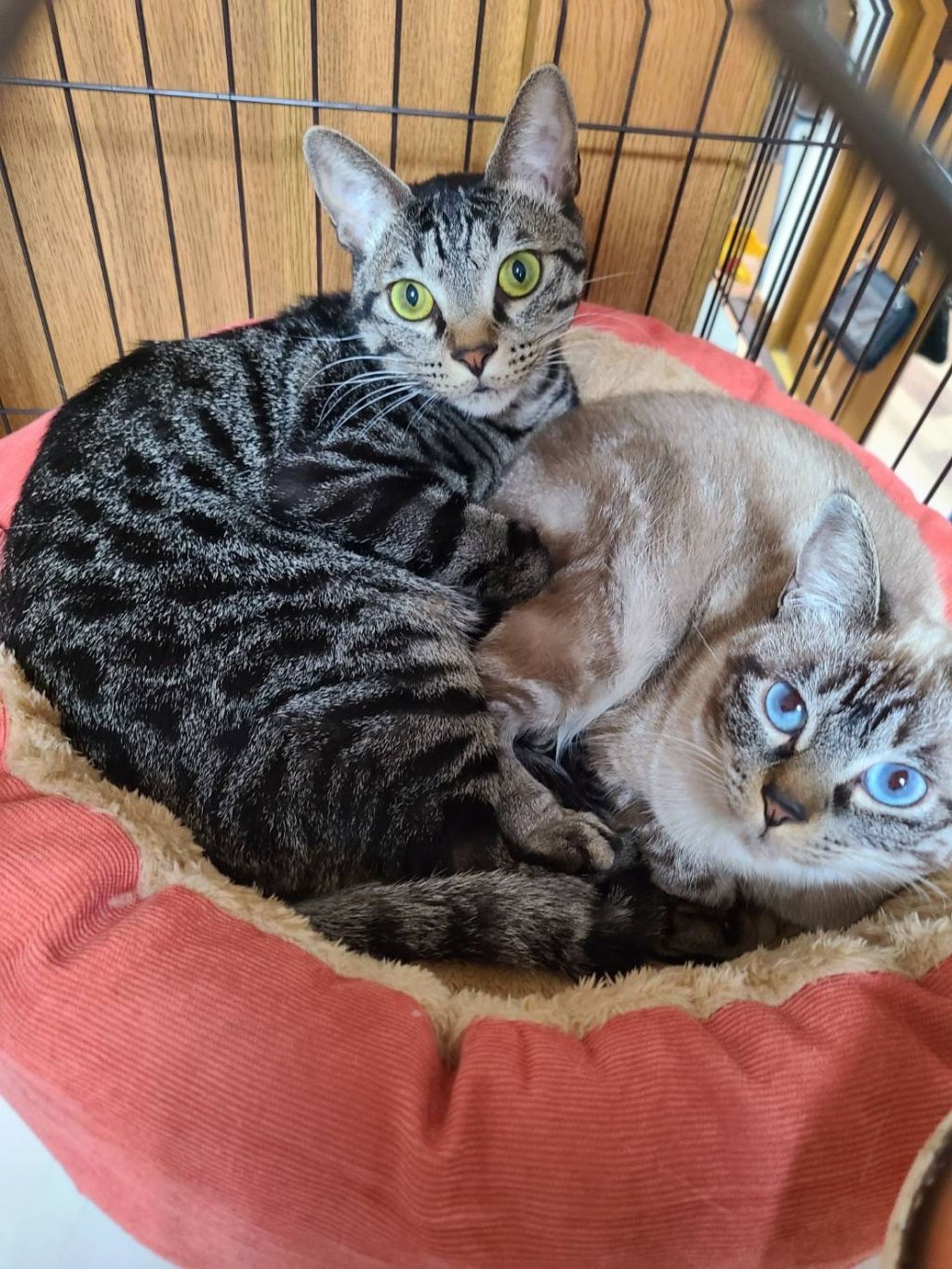 雑種（ミックス猫）・メスの里親募集の写真