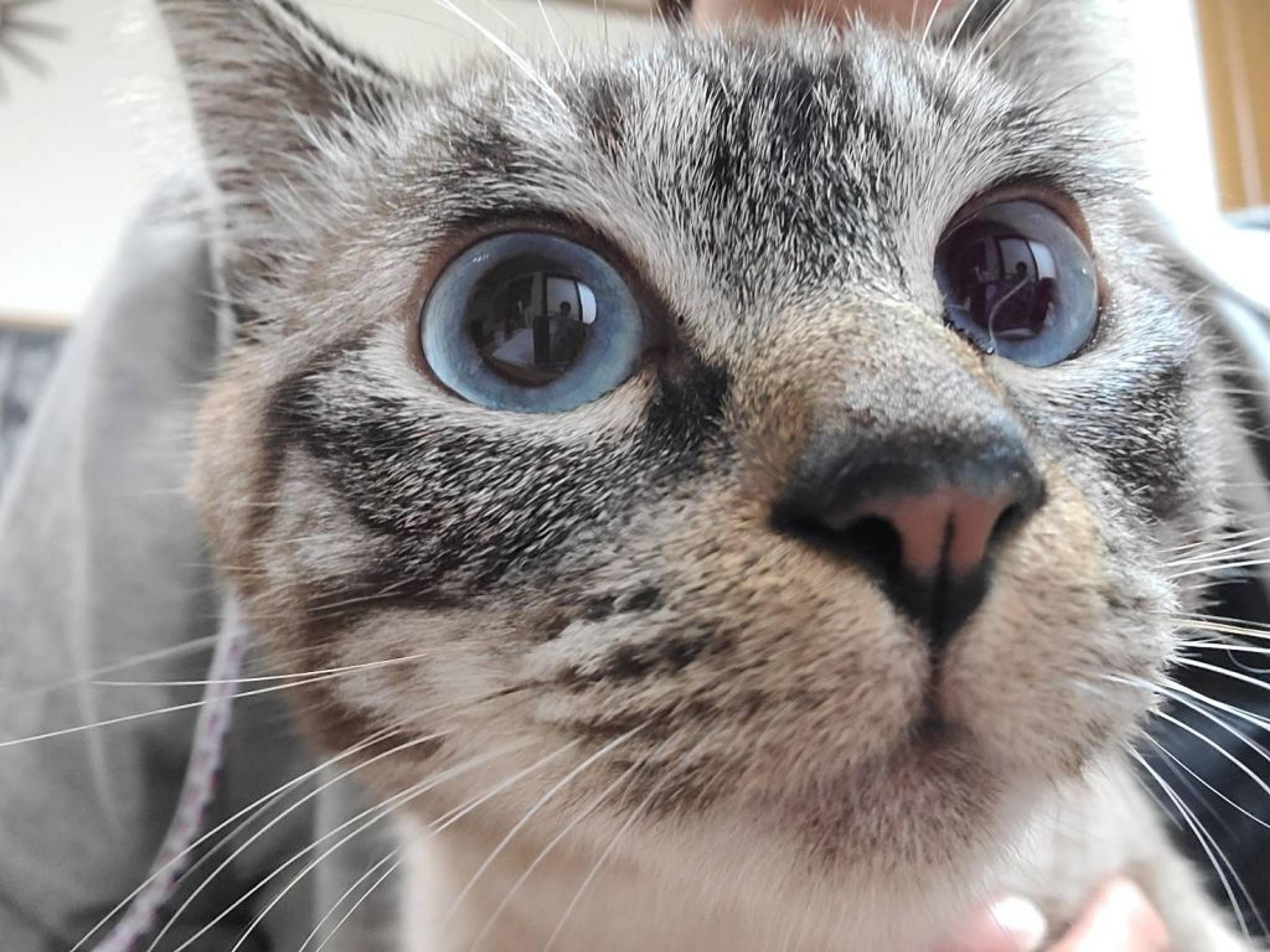pet-image-3