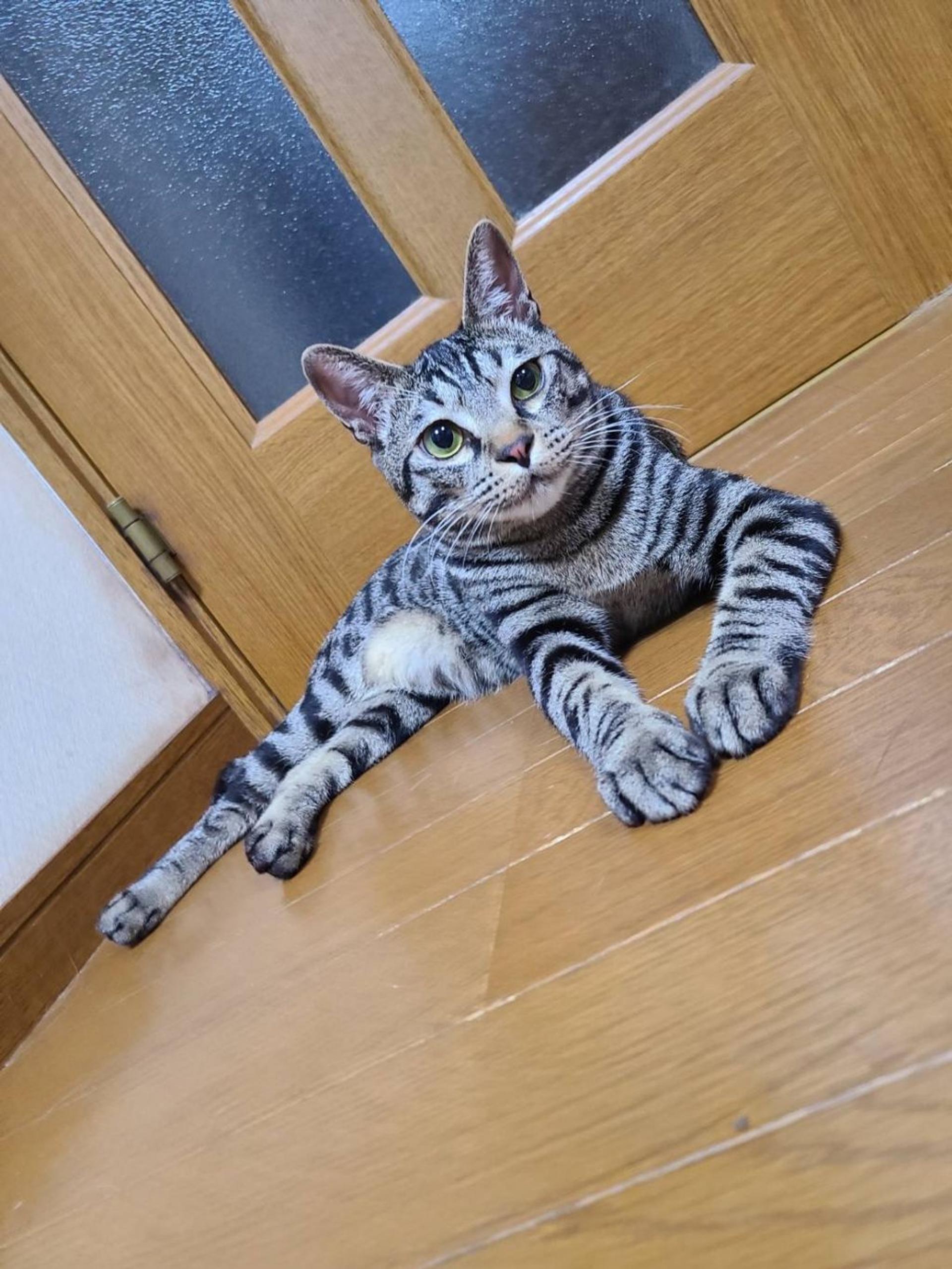 pet-image-10