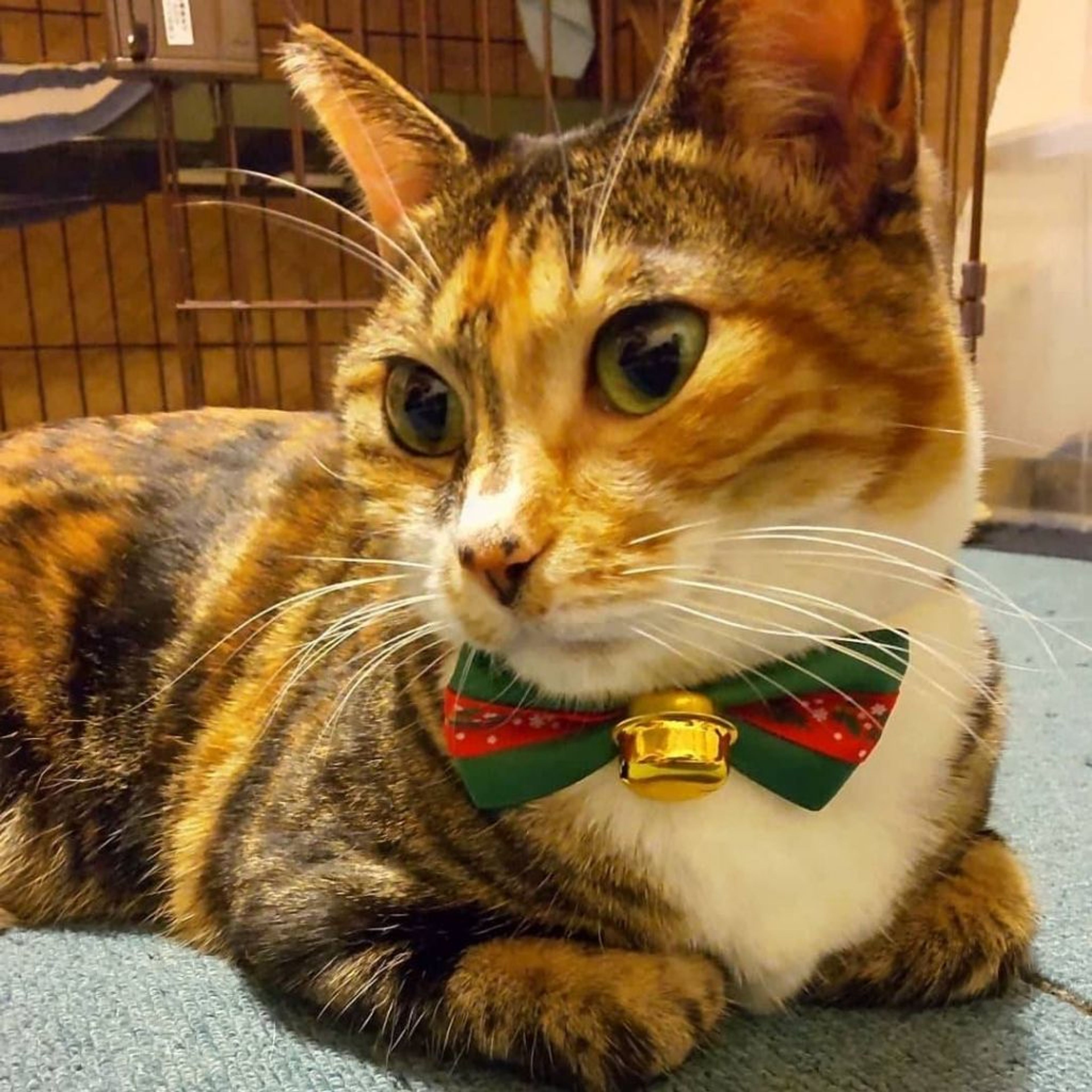 雑種（ミックス猫）・メスの里親募集の写真