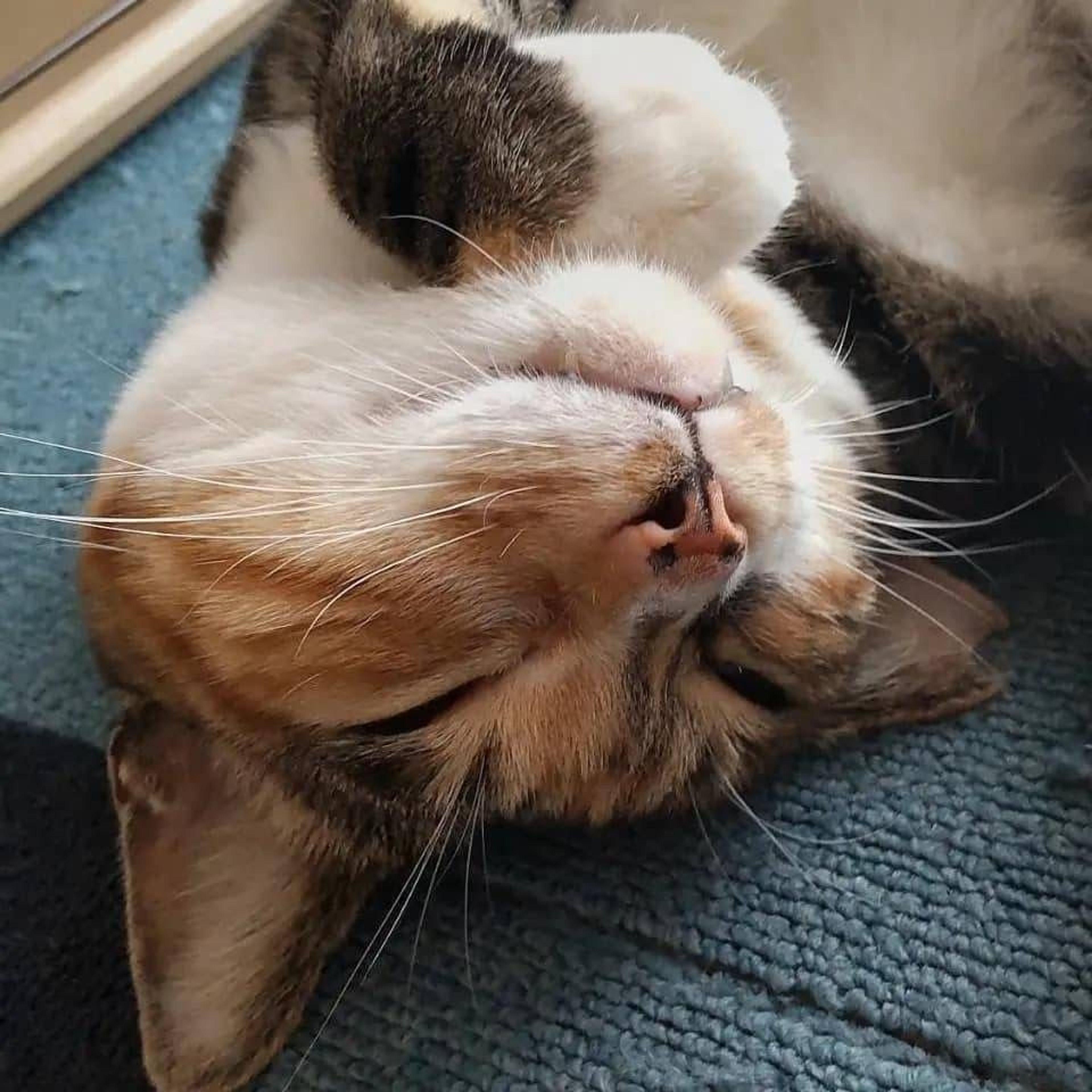 pet-image-2