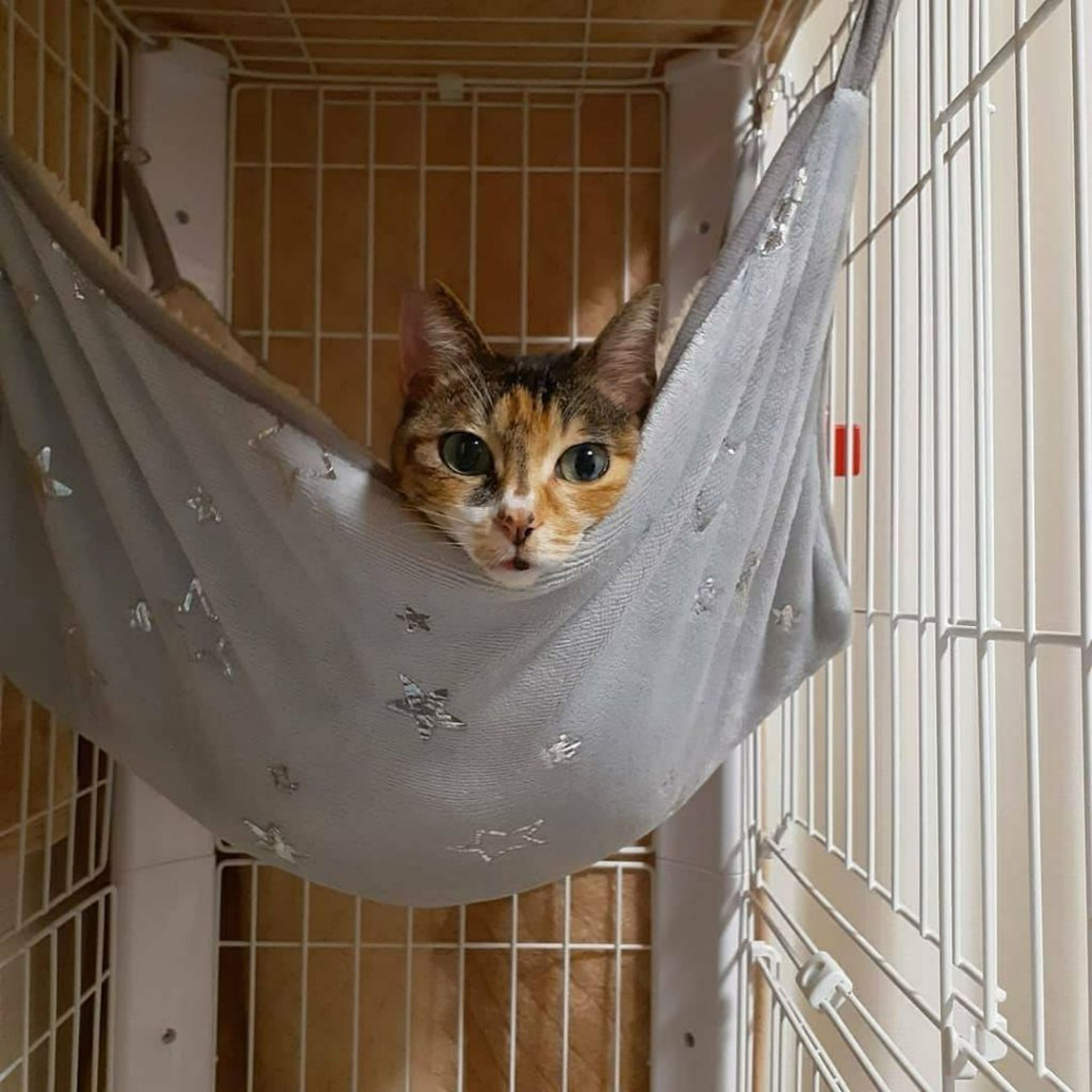 pet-image-4