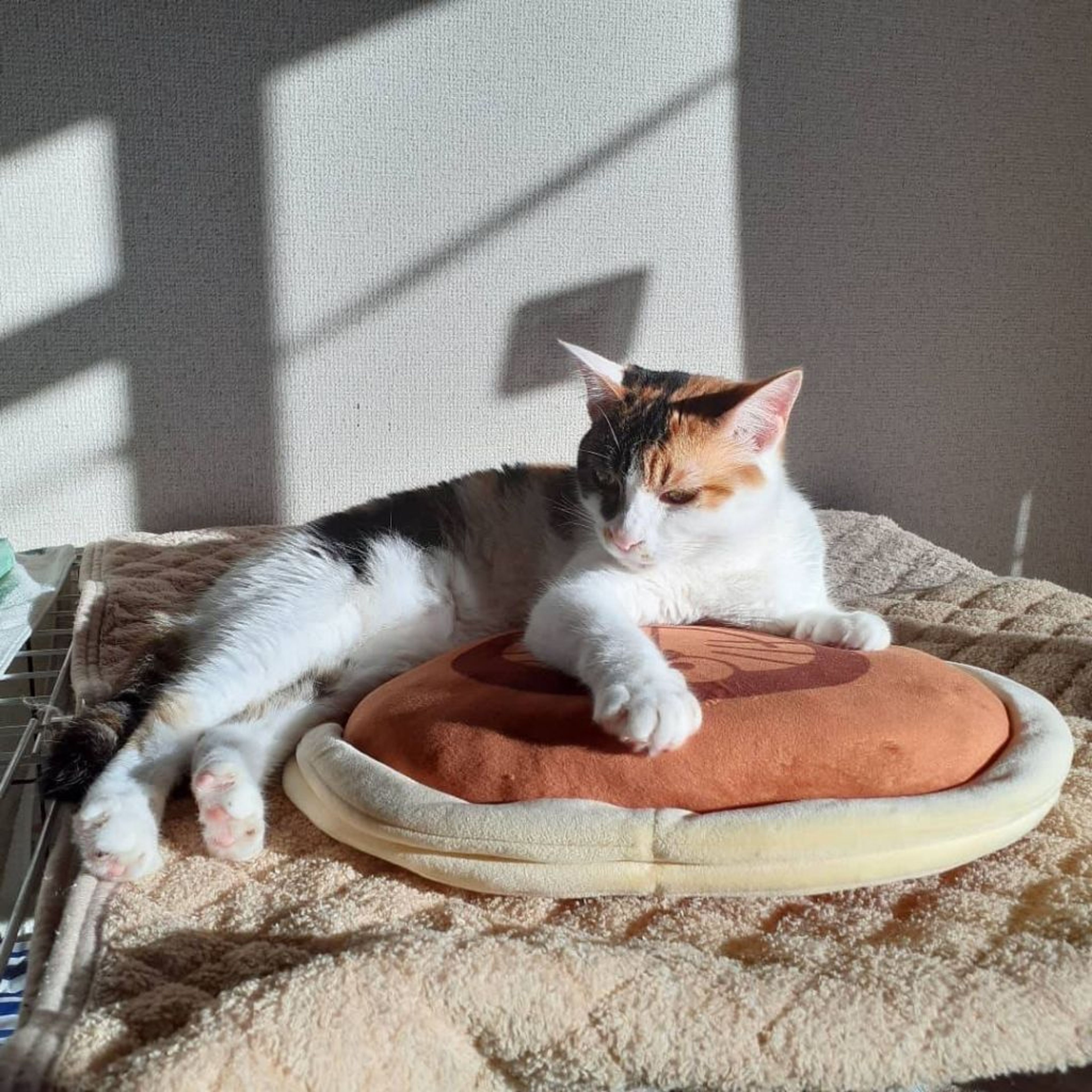 pet-image-3